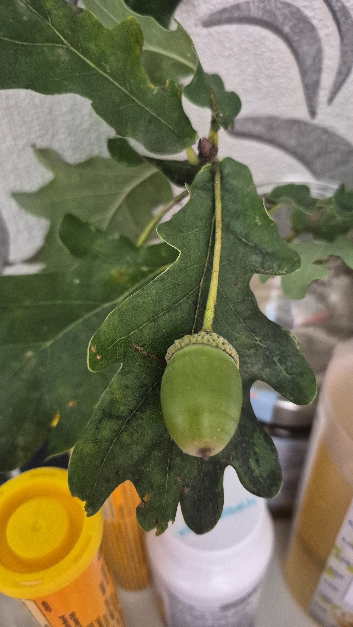 A close-up, low-angle outdoor shot shows a single green acorn hanging from an oak leaf. The acorn is plump and oval-shaped, with a rough, textured cap. The oak leaf is a deep green with visible veins and some minor imperfections along its edges. The background is blurred, with hints of a textured surface that may be a wall or fabric, and out-of-focus objects that appear to be containers, one yellow and one white, with some yellow liquid visible in another container on the right. The scene is likely in an outdoor or semi-outdoor setting, potentially a garden or near a building, given the presence of the containers. The location is Krauja, Latvia.