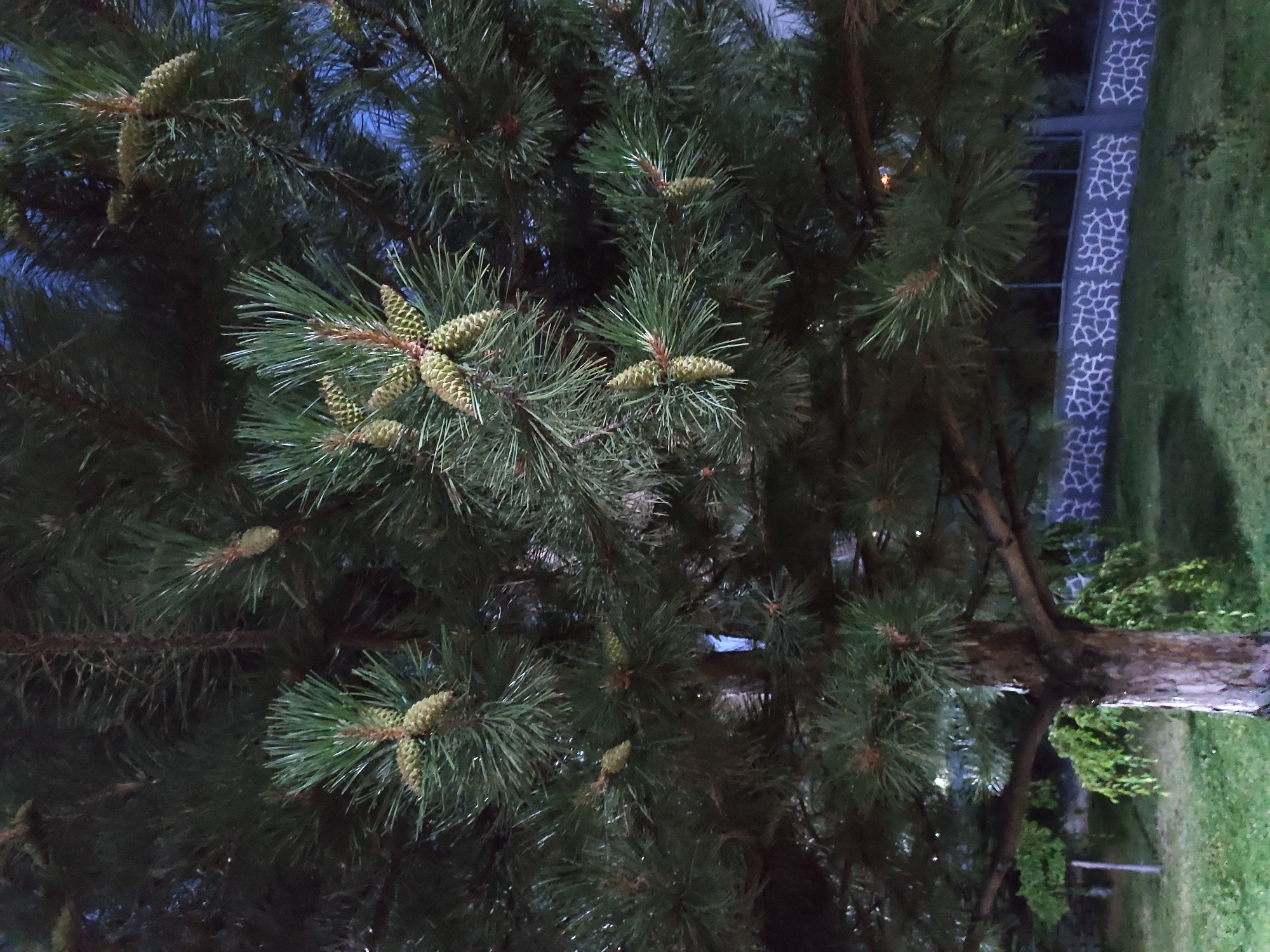 The image shows a close-up view of a pine tree with developing cones. The tree has dark green needles and rough bark on its trunk. The cones are small and elongated, with a light green color. The background is dark, suggesting it is either nighttime or dusk, with some blurred greenery and a patterned wall visible. The overall impression is of a natural scene within an urban or suburban setting. The location is specified as Etimesgut, Turkey, suggesting the photograph was taken in this district of Ankara. There are no people or animals present in the image.