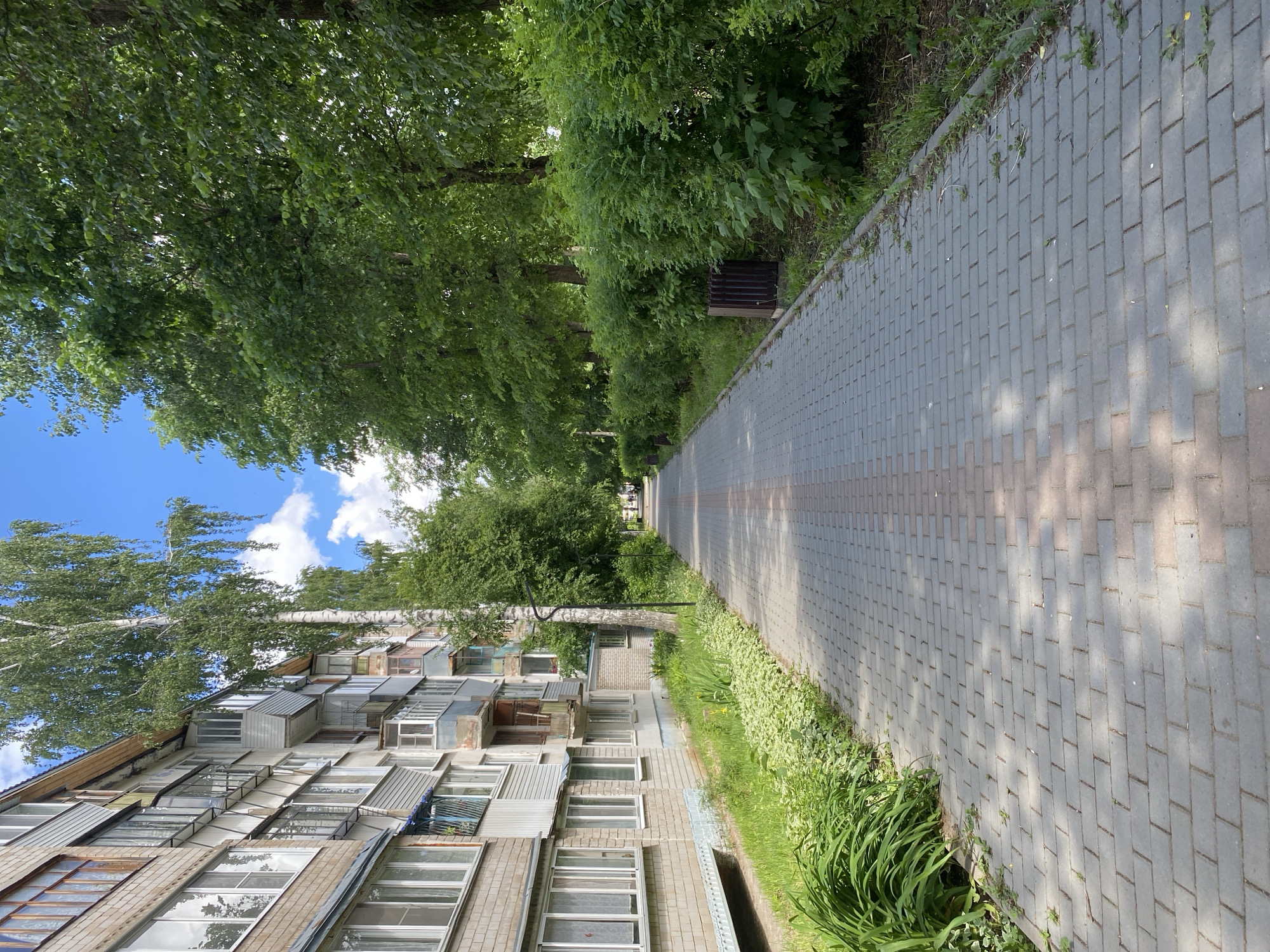 The image shows a street in Chaikovsky, Russia, featuring a long, brick-paved sidewalk stretching into the distance. The sidewalk is flanked on one side by a dense row of trees and shrubbery, and on the other side by an apartment building with many windows. The building's façade is composed of light-colored brick and multiple window variations, some with metal canopies or shutters. A large birch tree stands near the building, its branches extending over the sidewalk. The sky is visible through the tree branches, exhibiting a clear blue with scattered white clouds. The overall scene appears to be a quiet, residential area on a sunny day.