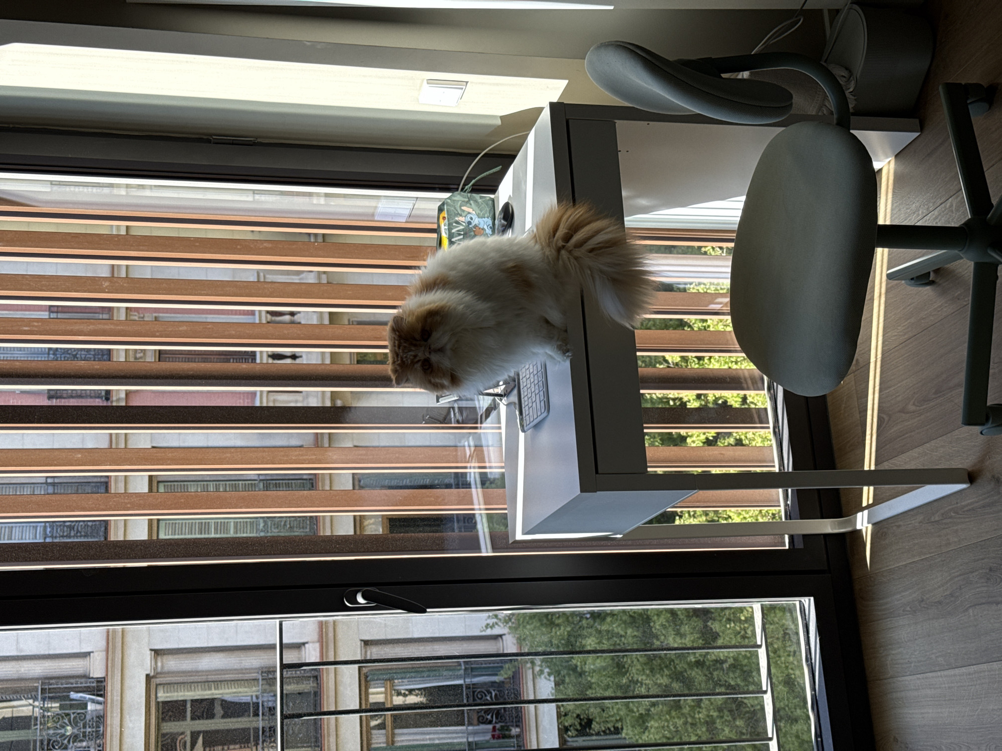 A fluffy orange and white cat sits on the edge of a white desk in front of a large window. The window has horizontal blinds and a view of buildings across the street, partially obscured by trees. The setting is Barcelona, Spain, as indicated by the architectural style of the buildings visible through the window. A light green office chair sits to the right of the desk, partially in the frame. A white computer keyboard is on the desk.