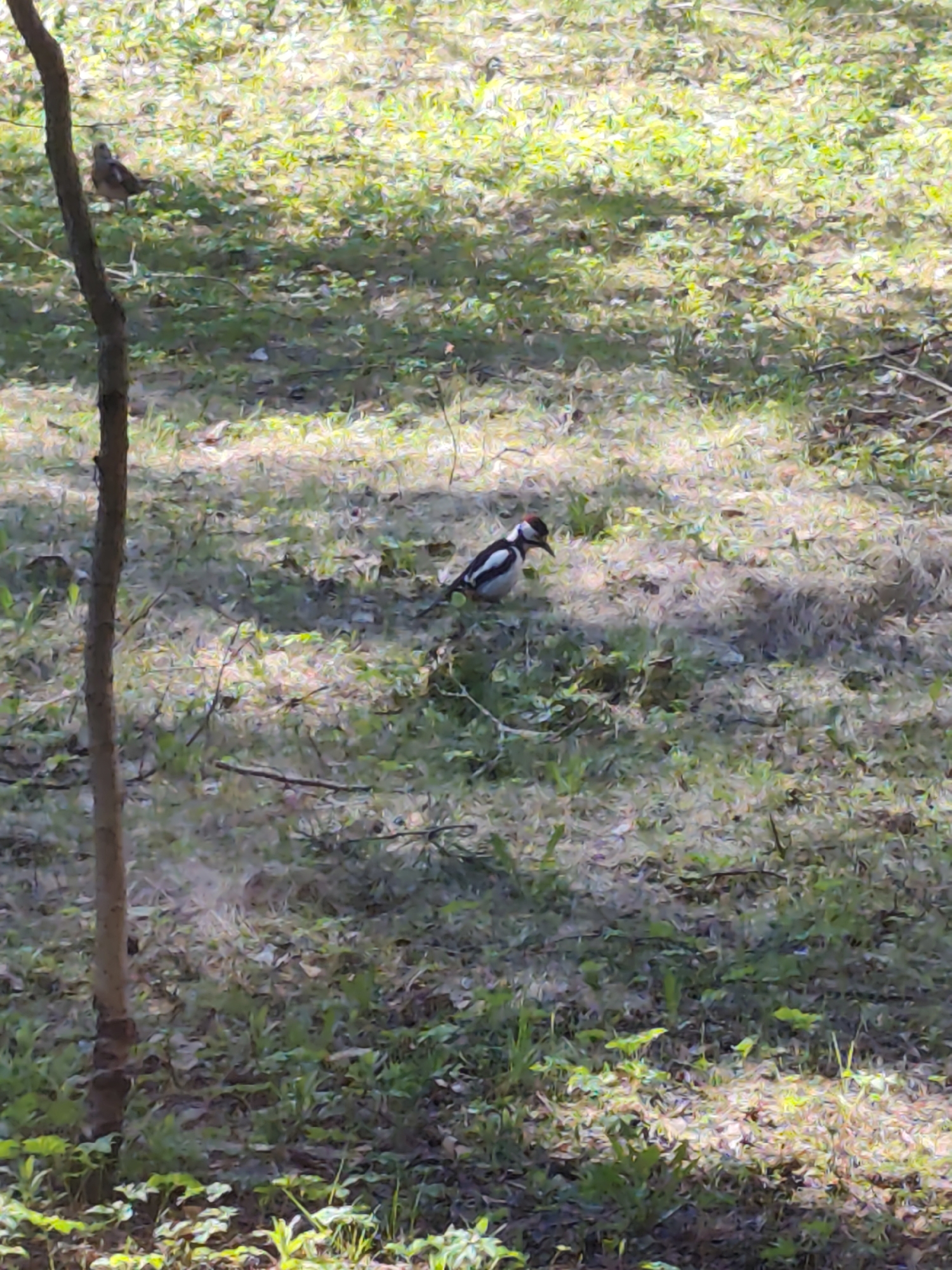 The image depicts a wooded area, possibly a park or forest in Kratovo, Russia. The ground is covered in leaf litter and sparse vegetation. A tree trunk is visible in the left foreground. Two birds are present: one, a possible Great Spotted Woodpecker, in the center of the image and another unidentifiable brown bird in the background on the left.