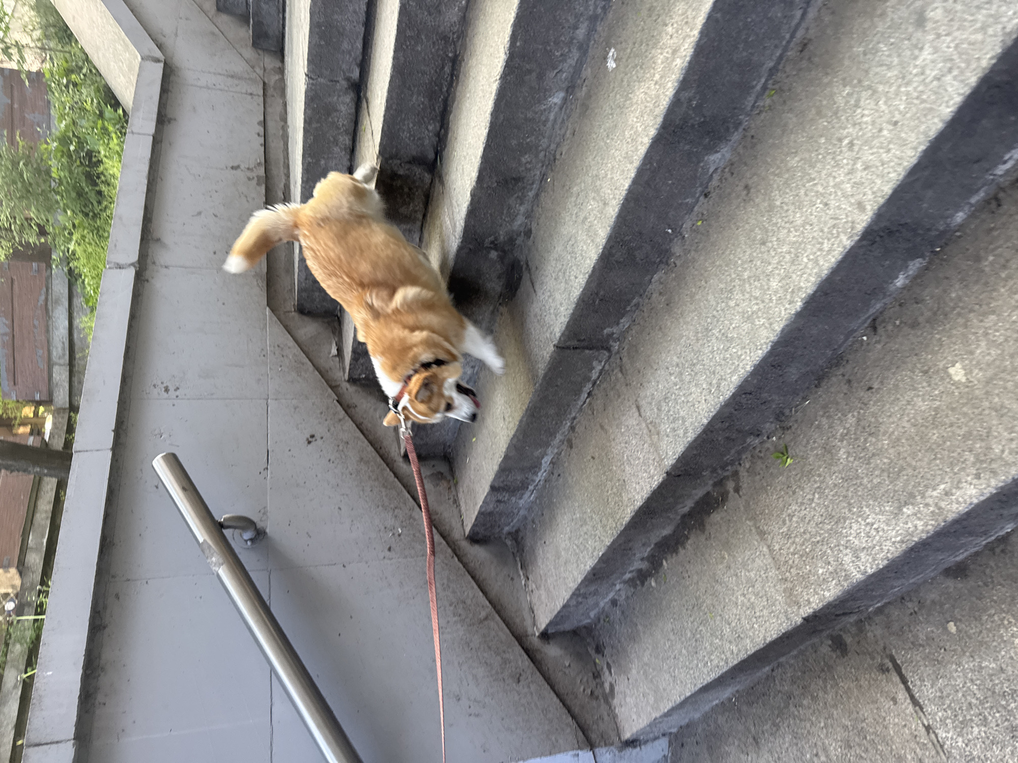 A tan and white corgi on a red leash descends concrete stairs in what is likely Sofia, Bulgaria. The stairs are lined with a metal handrail on one side and are situated in an urban environment with foliage visible in the background. The dog appears to be in motion.