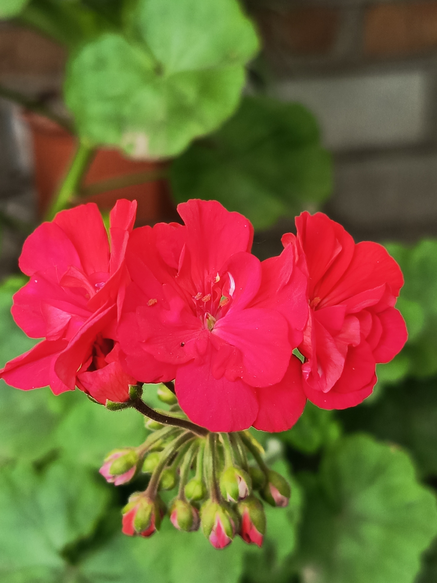 A close-up shot focuses on a cluster of vibrant red geranium flowers in bloom. The flowers are in the foreground, with their petals appearing soft and velvety. Below the blossoms, a cluster of pink and green buds is visible, hinting at future blooms. The background is softly blurred, revealing lush green leaves, a brick wall, and a terracotta pot, suggesting an outdoor garden setting. The image's shallow depth of field draws the viewer's eye to the delicate details of the flowers and buds.