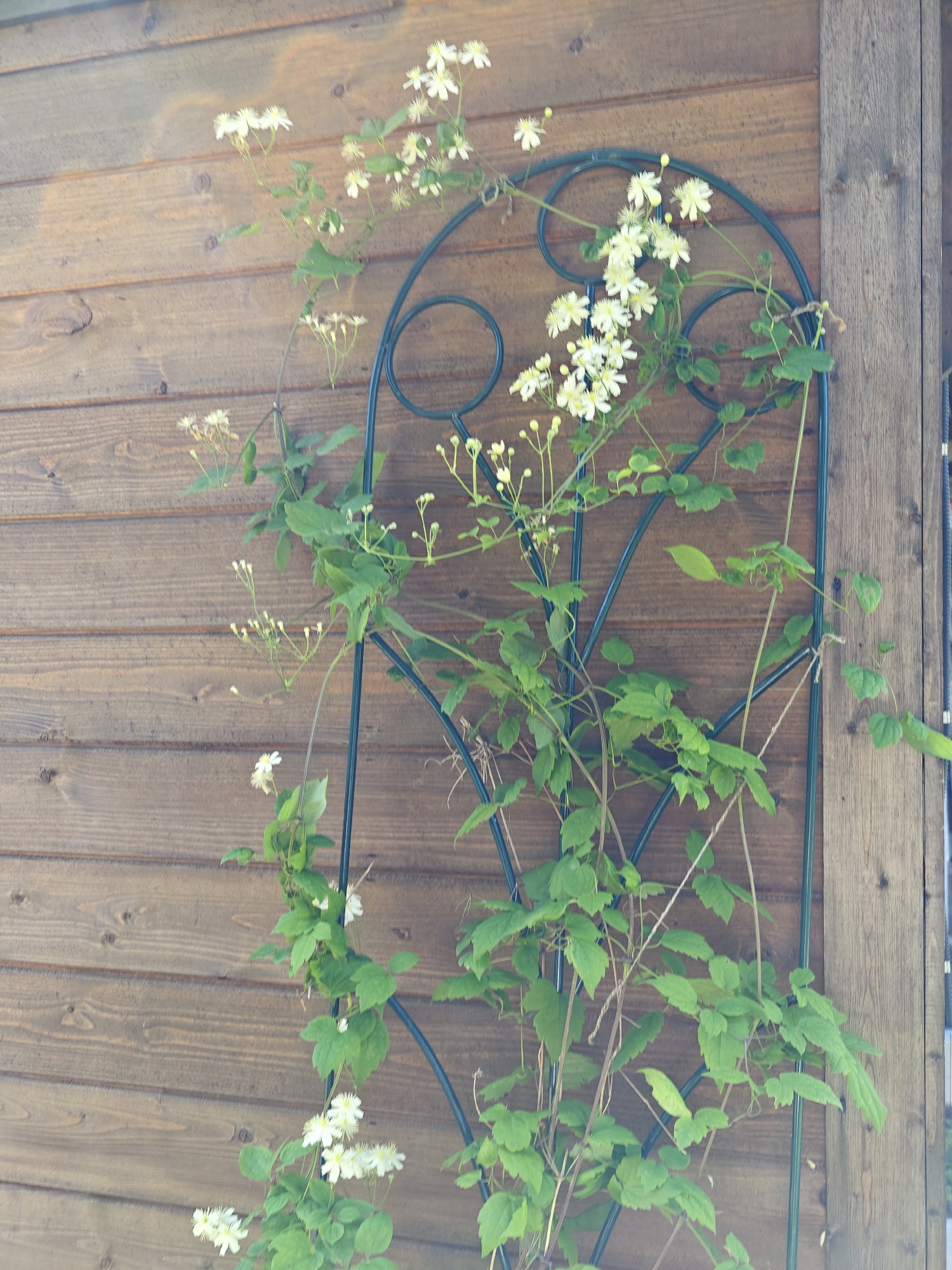 This is a medium shot, eye-level, outdoor photograph of a white flowering vine growing on a dark green metal trellis against a background of horizontal wooden planks. The vine has numerous small, star-shaped white flowers with prominent yellow stamens and green leaves. The wooden planks are weathered and appear to be part of an exterior wall, possibly a house or shed. The lighting suggests it is daytime, with some dappled light on the wooden planks. The scene is located in Dubki, Russia, though no specific details about the city are visible in the image itself beyond the implied location. There are no people or animals present in the image. The overall impression is of a botanical scene against a rustic architectural background.