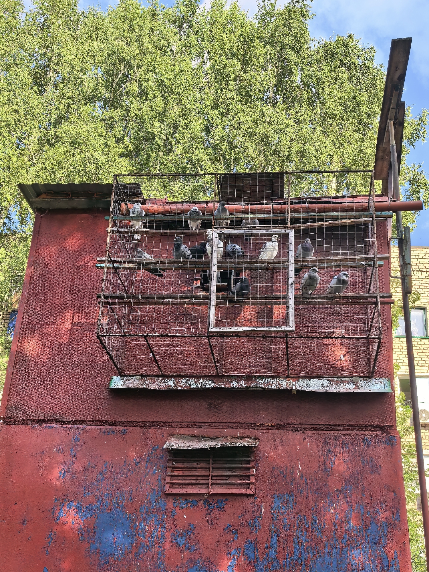 The image shows a close-up of a large, weathered red structure, possibly part of a building or an industrial facility. A wire mesh cage is attached to the side of this structure, containing several pigeons perched on wooden planks. The red paint on the structure is peeling, revealing patches of blue underneath, indicating age and exposure to the elements. Above the red structure, a dense canopy of green trees is visible against a blue sky with some clouds. To the right of the red structure, a brick building with windows can be seen. The overall scene suggests an urban environment, potentially in Sterlitamak, Russia, given the context provided. There are no people visible in the image.