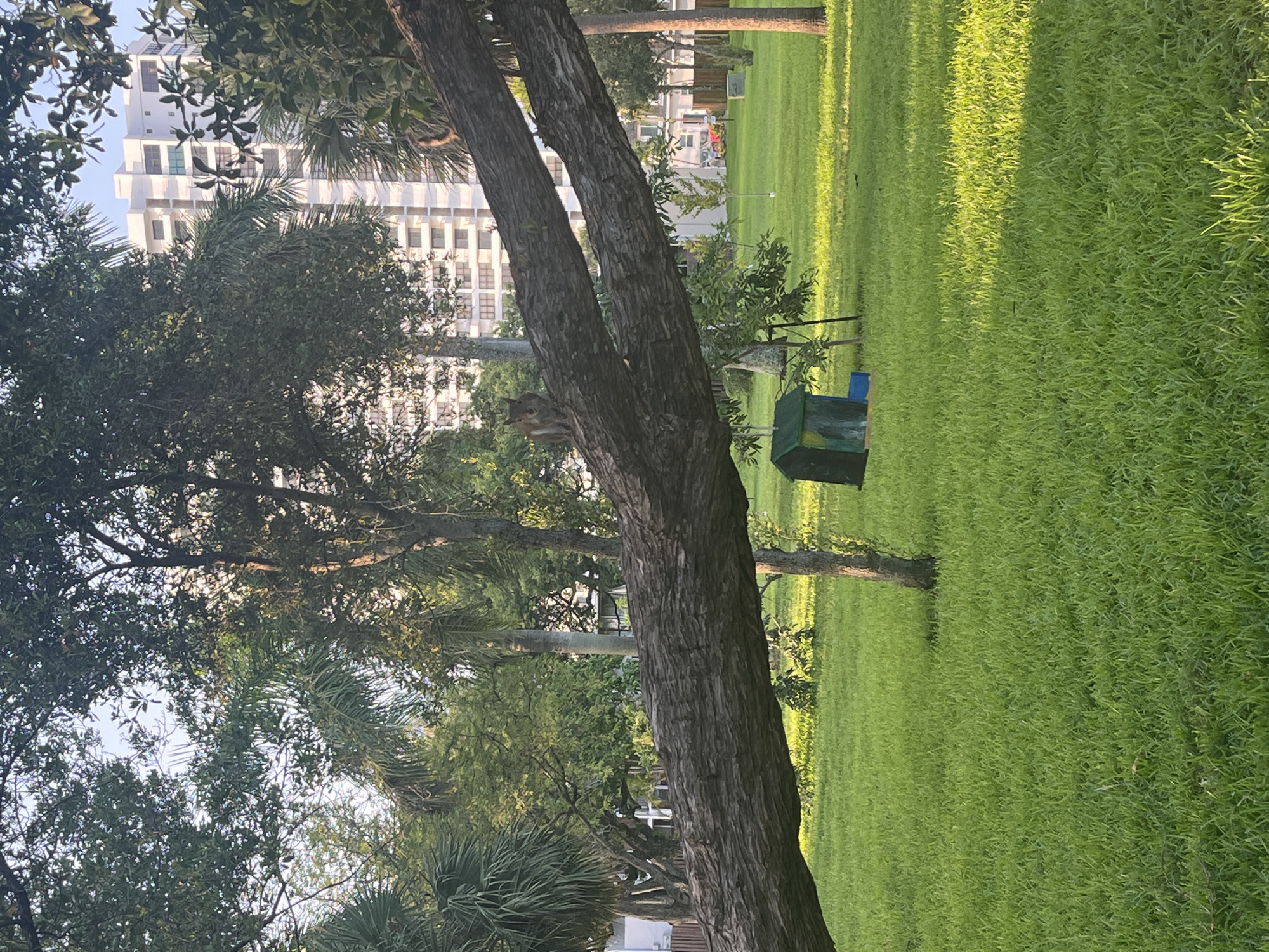 A squirrel is perched on a thick, rough-barked tree branch that extends horizontally across the frame. The branch is dark brown and textured. The squirrel, which is light brown and gray, is facing left and looking forward. Behind the branch, the background is a lush green lawn bathed in sunlight, with dappled shadows. Several trees with green foliage are scattered across the lawn. In the distance, a tall, white, multi-story building with many windows is visible. To the left of the branch, there is a small, green and blue structure that appears to be a birdhouse or feeder. The sky is a clear, light blue.