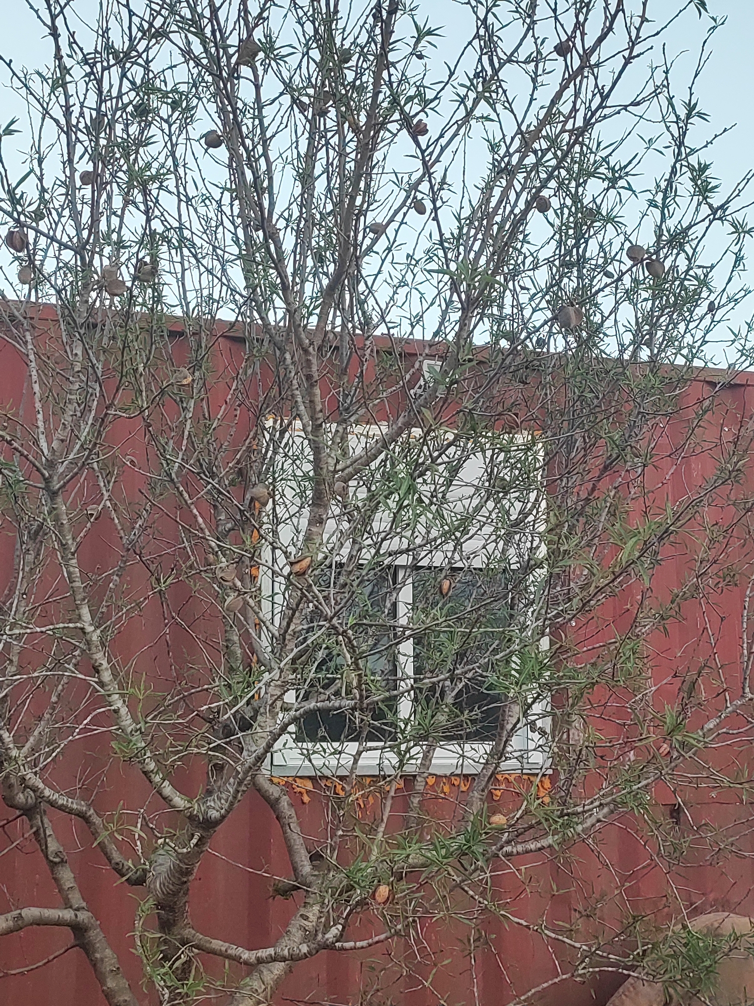 A bare-branched tree with small green leaves and round fruits stands in front of a reddish-brown building with a white-framed window. The tree fills most of the frame, with its branches extending upwards and outwards. The building appears to be made of corrugated metal. The window is divided into two panes. The sky is a pale blue. This image was taken in Alcàsser, Spain.