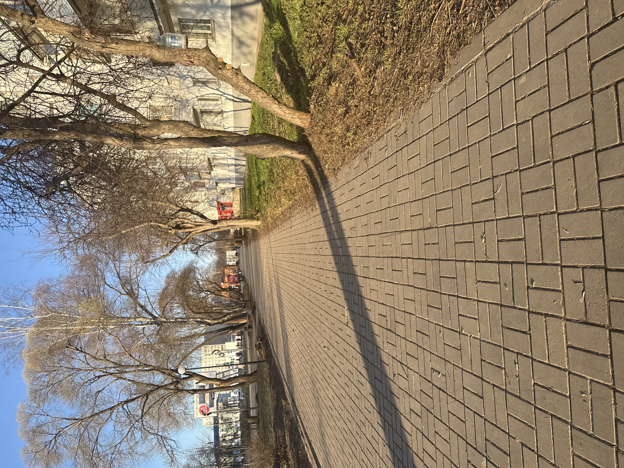 The image depicts a brick-paved walkway in Chaikovsky, Russia, lined with bare trees casting shadows on the path. The walkway extends into the distance, bordered by a grassy area and buildings on one side. The scene suggests a late autumn or early spring setting with a clear blue sky visible between the tree branches. There is no visible people, subjects, objects, actions, or interactions in the environment.