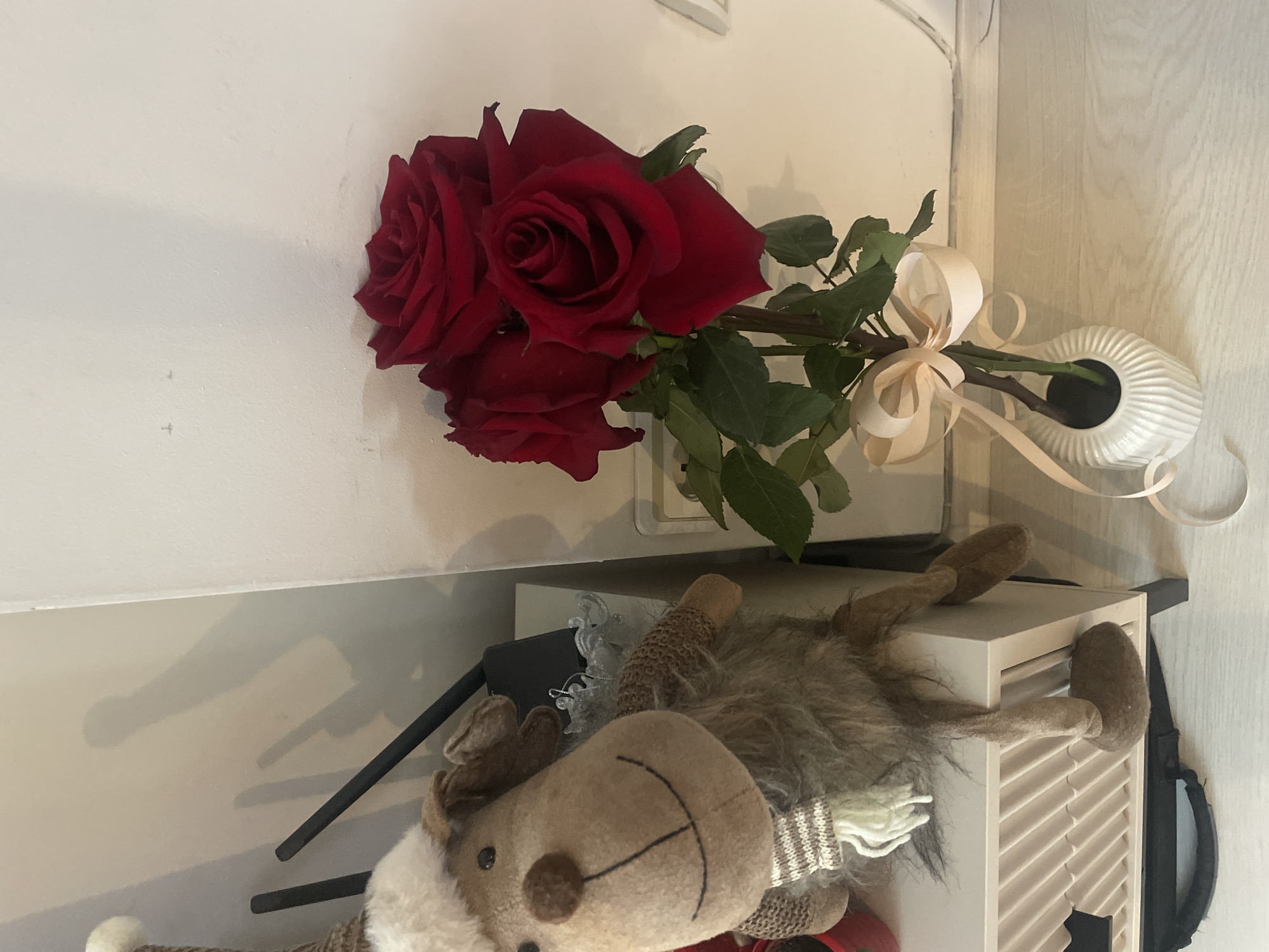 The image, presented rotated 90 degrees clockwise from a typical upright orientation, captures an indoor still life arrangement within a home in Sofia, Bulgaria.
On the right side of the rotated image (which would be the top if upright), a bouquet of three vibrant, deep red roses is displayed horizontally. Their green stems and leaves are visible, and a light peach or cream-colored ribbon is tied around the stems in a bow, with decorative trailing ends. The roses are resting in a small, white, horizontally oriented vase, which features a ribbed or shell-like texture. A plain, light-colored wall serves as the background behind this floral arrangement.
On the left side of the rotated image (which would be the bottom if upright), a plush toy resembling a reindeer or moose is visible, also lying horizontally. The toy has a light brown face with a stitched black smile and dark, bead-like eyes, complete with brown antlers. Its body is covered in shaggy grey-brown fur, and it wears a white and grey striped scarf. The toy is draped over a white, slatted object, possibly a small decorative radiator cover or part of a shelf. In the background near the toy, dark objects and a translucent, possibly crystalline decoration are partially visible. Shadows are cast on the light-colored wall above the plush toy, suggesting an internal light source.
No people or visible text are present in the image. The scene depicts a decorative domestic setting.