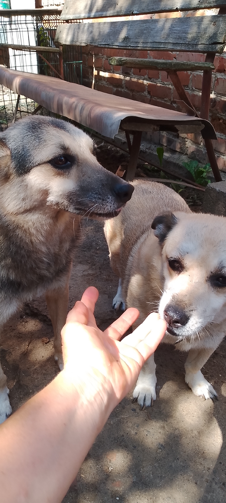 A first-person perspective captures a hand reaching out towards two dogs outdoors in Belgorod, Russia. The dog on the left, a German Shepherd mix, looks to the right with its head slightly down. The dog on the right, a smaller tan-colored dog, has its nose touching the hand. The ground is dirt and gravel, with some scattered leaves and debris. In the background, there is a wooden bench with a weathered metal top, a brick wall, and a metal fence. Sunlight casts shadows across the scene.