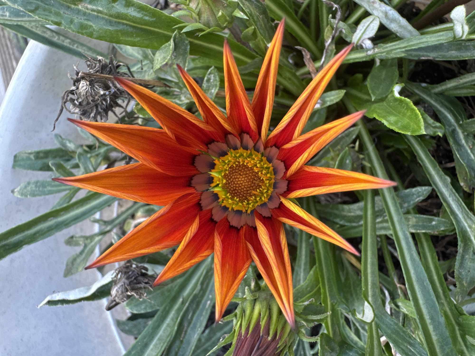 An overhead shot shows a vibrant, star-shaped orange and yellow gazania flower in the foreground, its petals pointed and edged with yellow. The flower's center is a disc of small, brown florets surrounded by a ring of dark purple and yellow ray florets. The flower is nestled amongst lush green foliage. To the left of the main flower, a tightly closed bud with reddish-purple petals is visible. In the background, out-of-focus green leaves and dried, brown plant matter can be seen. The overall setting appears to be outdoors, possibly in a garden or a planter, within the urban environment of Бараўлянскі сельскі Савет, Belarus.
