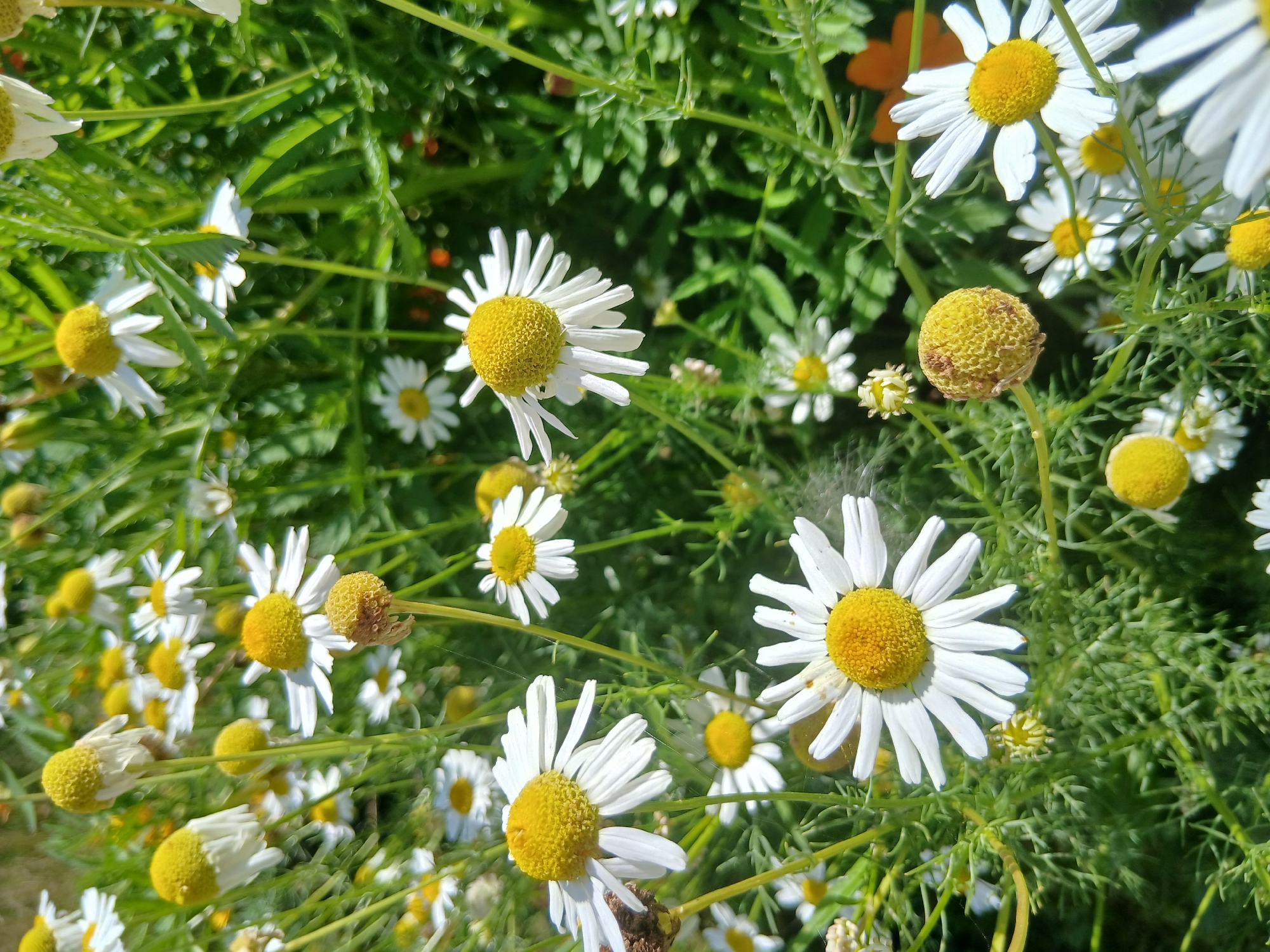 A high-angle, close-up shot focuses on a cluster of white and yellow chamomile flowers in bloom. The flowers vary in their stage of development, with some in full bloom, their white petals radiating from bright yellow centers, while others are beginning to wilt or are still buds. The green stems and feathery foliage of the plants fill the background, creating a soft, blurred effect. Sunlight illuminates the scene, highlighting the delicate textures of the petals and the vibrant colors of the flowers. The overall impression is one of a sun-drenched meadow or garden.