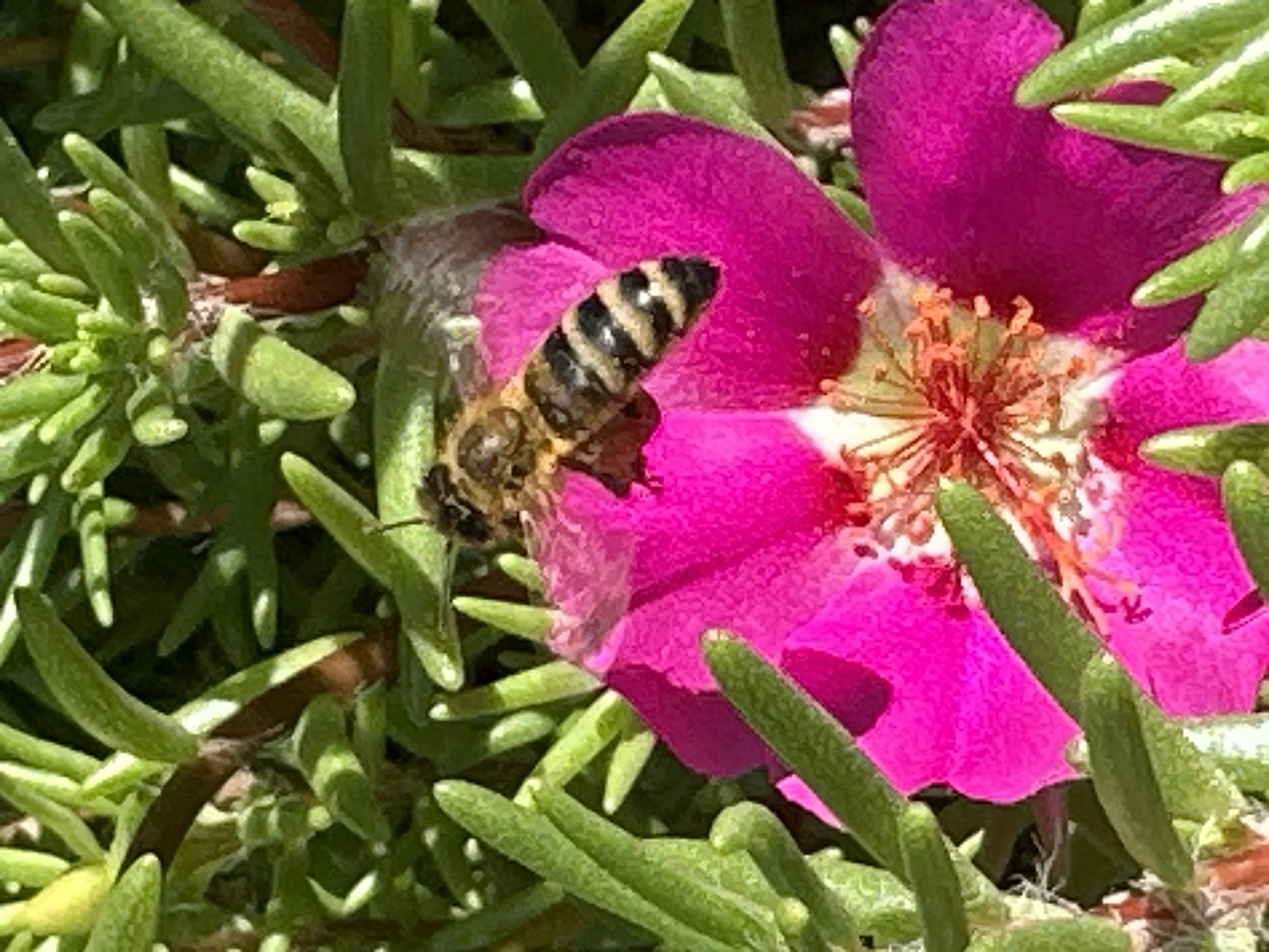 A bee with black and yellow stripes is shown on a vibrant pink flower in Lobacheve, Ukraine. The bee is positioned on one of the flower's petals, appearing to be collecting nectar. The flower is surrounded by numerous green, succulent-like leaves and stems, suggesting a garden or natural setting. The lighting indicates it is daytime, with sunlight casting shadows and highlighting the textures of the bee and the plant.