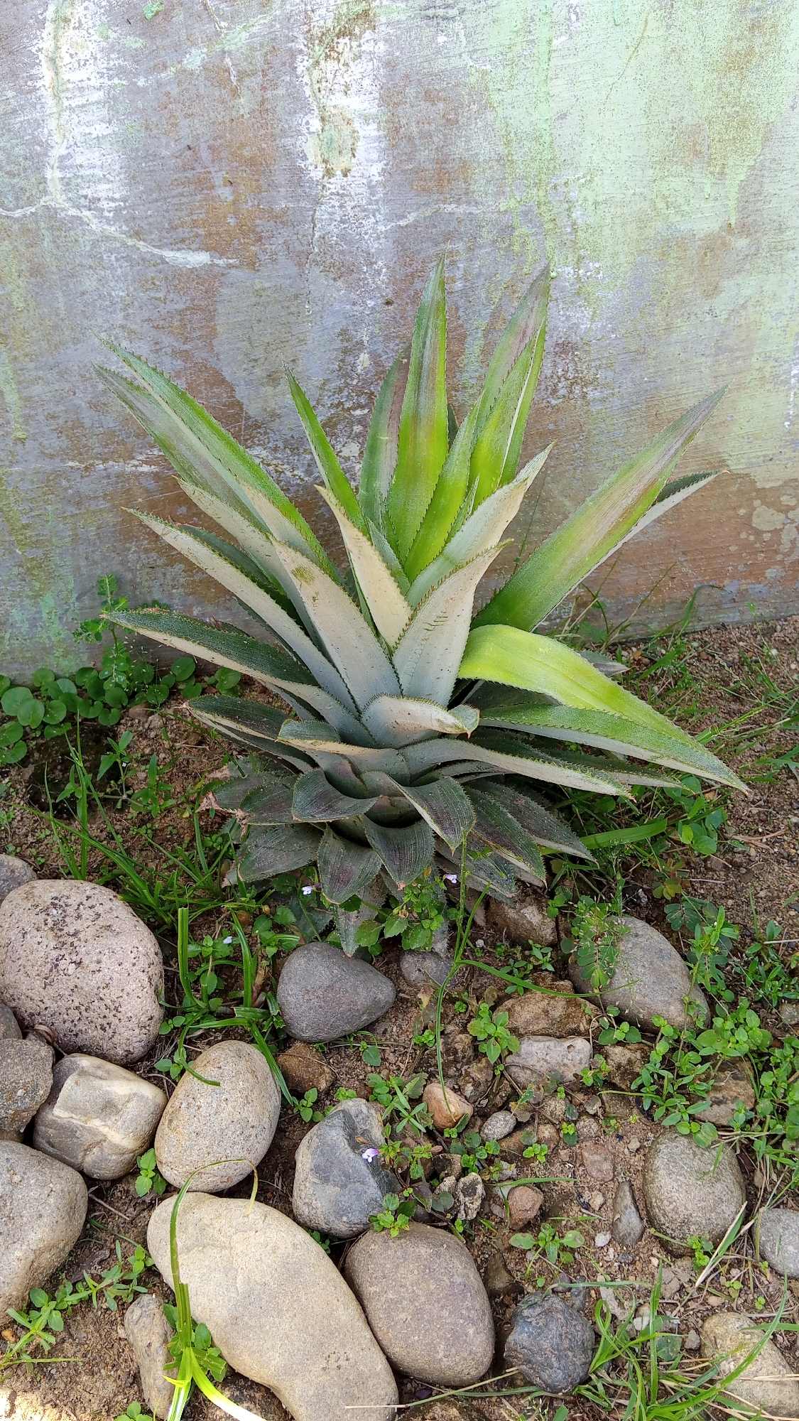 A young pineapple plant stands in the dirt in front of a textured, weathered wall. The wall has patches of green and white paint, with some areas appearing to be exposed concrete or plaster. The plant's leaves are broad and spiky, with a gradient of colors from deep green at the base to lighter green and yellowish-white at the tips. The ground around the plant is covered with dirt, small stones, and scattered green weeds. Several smooth, rounded river stones of varying sizes are arranged in the foreground. The scene appears to be outdoors, likely in a garden or yard. The location is identified as Kebonbaru, Indonesia.