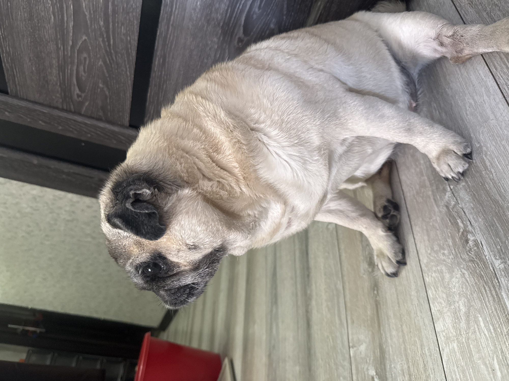 A pug dog is sitting on a light-colored wooden floor, facing left. The dog has fawn-colored fur with black markings on its face and ears. It is leaning against a dark wooden object, likely a piece of furniture, to its right. In the background to the left, a red bucket is visible, along with a wall and a doorway. The scene appears to be indoors, possibly in a residential setting within Bishkek City, Kyrgyzstan. The lighting is natural and appears to be coming from an unseen source.