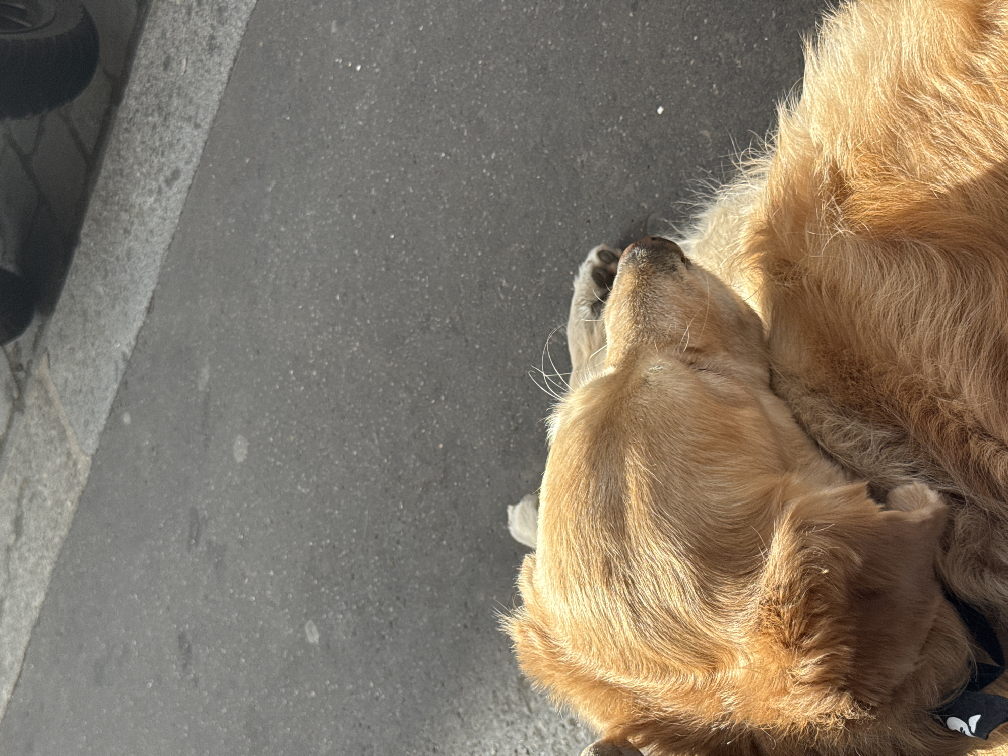 The image, taken in Paris, France, captures a high-angle, close-up view of a golden retriever dog resting outdoors on dark grey asphalt pavement. The dog is curled up on the right side of the frame, with its head, paws, and parts of its body visible. Its golden-brown fur is brightly lit by strong sunlight, creating distinct highlights and shadows that emphasize the texture of its coat. The dog's wet-looking nose and a tucked-in paw are discernible, suggesting a peaceful, relaxed state. A black collar with a small white, stylized design (possibly a dog head or paw print) is visible around its body.
To the left of the dog, the dark grey asphalt stretches across the scene, appearing speckled with small lighter particles. A lighter grey, rough-textured curb or sidewalk edge runs diagonally from the upper left towards the middle, separating the pavement from what appears to be a paved area beyond. A dark, out-of-focus object, likely a car tire, is partially visible in the far upper left corner, indicating an urban setting. The bright illumination suggests it is a sunny day. No clearly legible text is visible in the image.