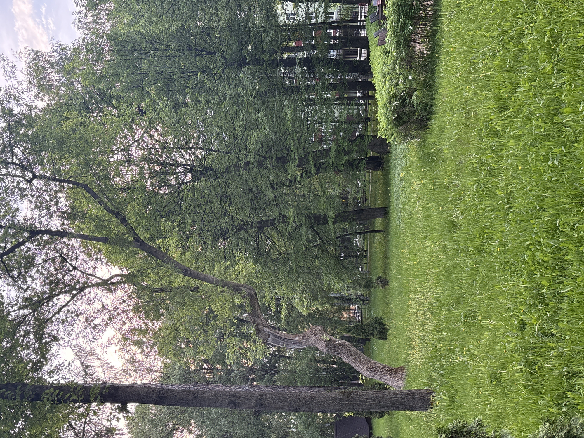 The image shows a park or green space, likely in the city of Perm, Russia, based on the location provided. The scene features lush green grass covering the ground, with scattered yellow wildflowers visible. A line of mature trees dominates the middle ground, their foliage creating a dense canopy. The trunks of several trees are visible in the foreground, including one that appears broken or damaged. Beyond the trees, a glimpse of apartment buildings can be seen, suggesting the park is located within a residential area. A green hedge borders one side of the park. The sky above is partially visible, with some clouds present. There are no visible people, interactions, or actions captured in the image.