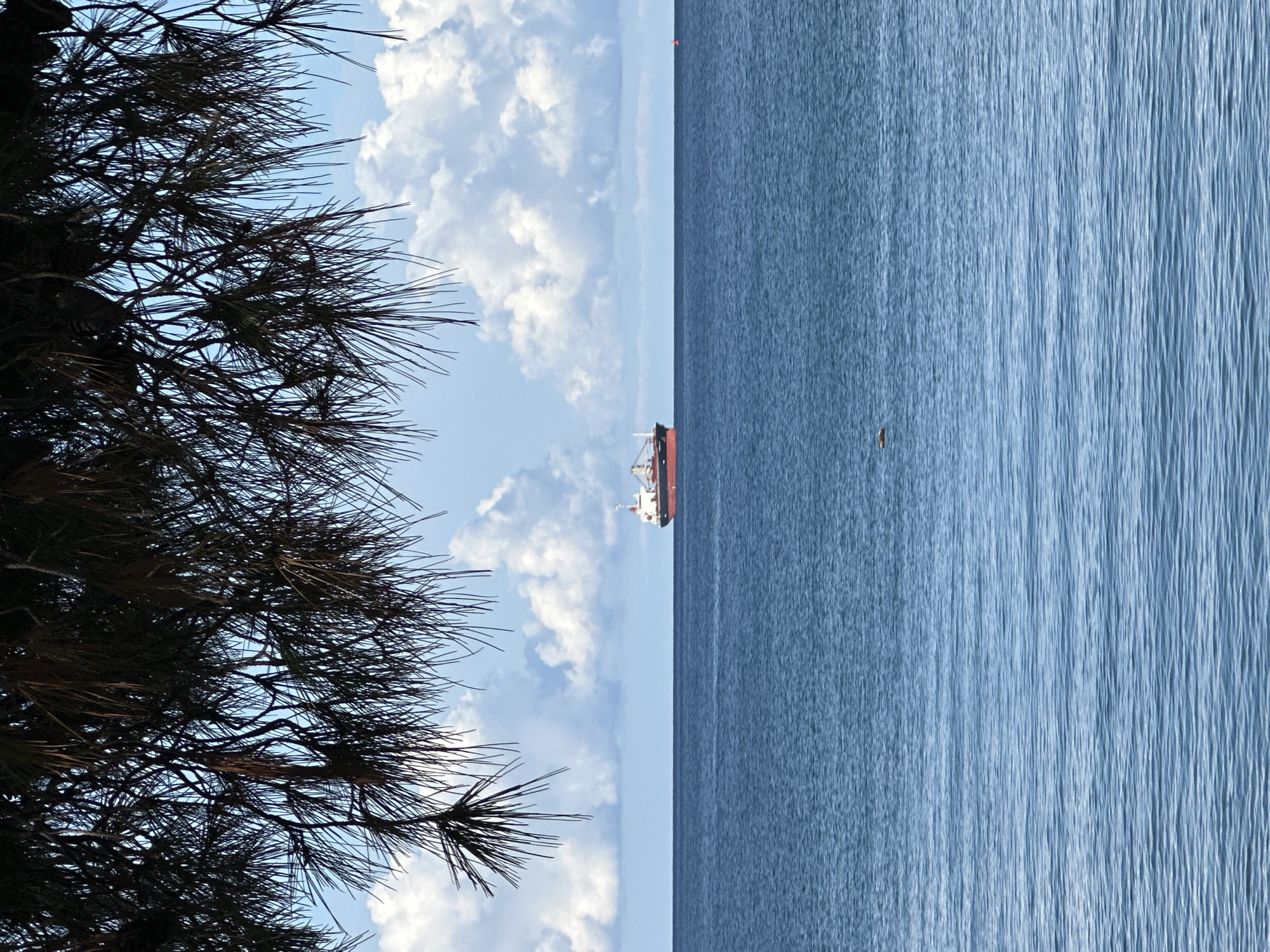 The image presents a view from the shore of Šušanj, Montenegro, looking out to the Adriatic Sea. The right side of the image is dominated by the sea, with visible patterns of waves and variations in water color. Towards the center of the image, a large cargo ship is visible on the horizon, positioned between the sea and the sky, which is adorned with scattered cumulus clouds. A tree with fine needle-like leaves, typical of coastal pine trees, occupies the left side of the image, creating a dark, silhouetted foreground. A small, dark object floats on the water. The composition of the image suggests a photograph taken from a slightly elevated position.