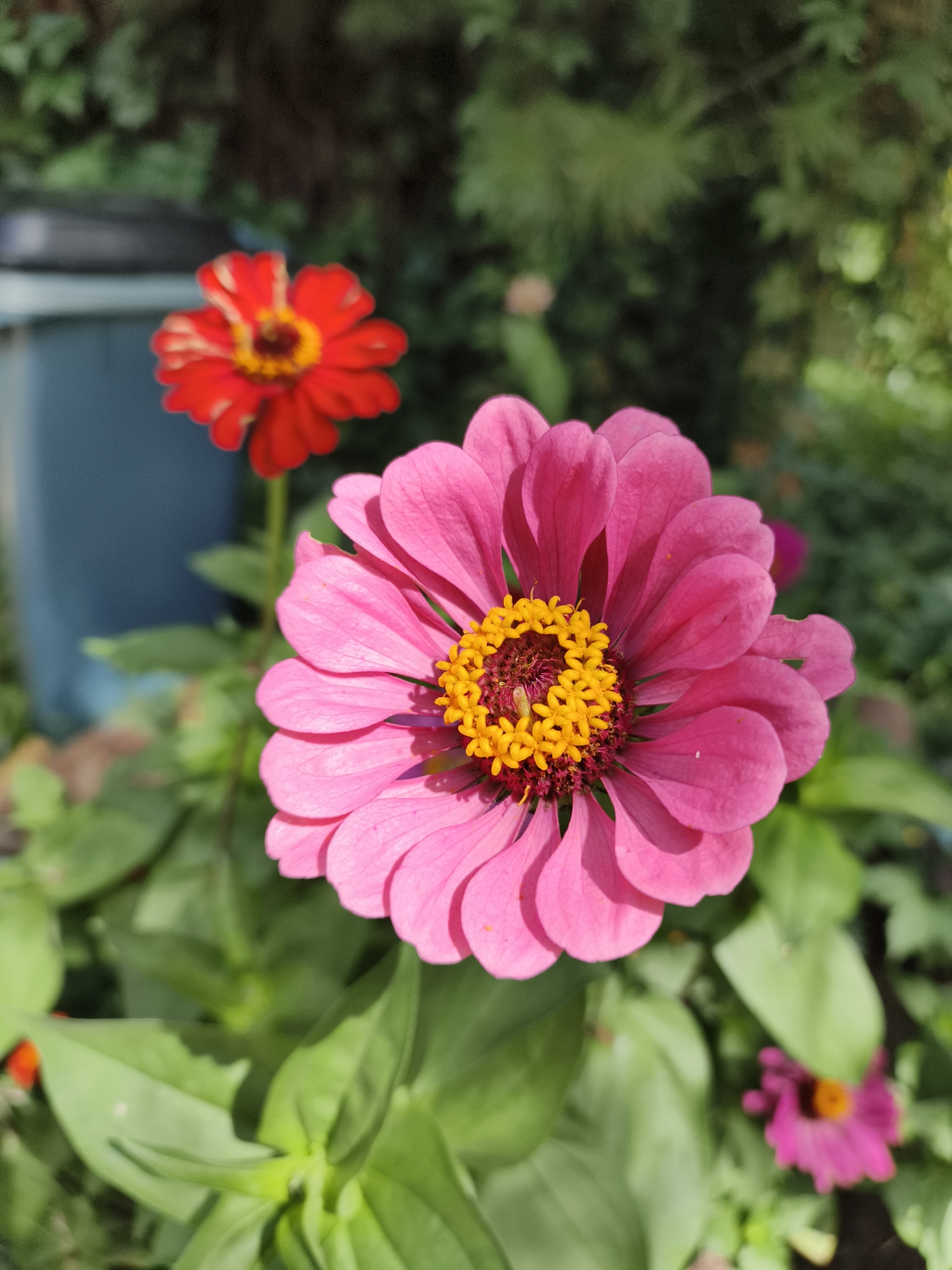 A close-up, eye-level, outdoor shot features a vibrant pink zinnia flower in the foreground, its petals fanning out around a bright yellow and dark brown center. To the left and slightly behind it, a red zinnia with yellow accents is visible, also in focus. The background is a blur of green foliage, with hints of a blue trash bin and other smaller, out-of-focus flowers, suggesting a garden setting in a natural environment. The lighting indicates it is daytime, with the sun casting soft shadows on the petals. The image appears to be taken in the vicinity of Катунь, Russia, given the context provided.