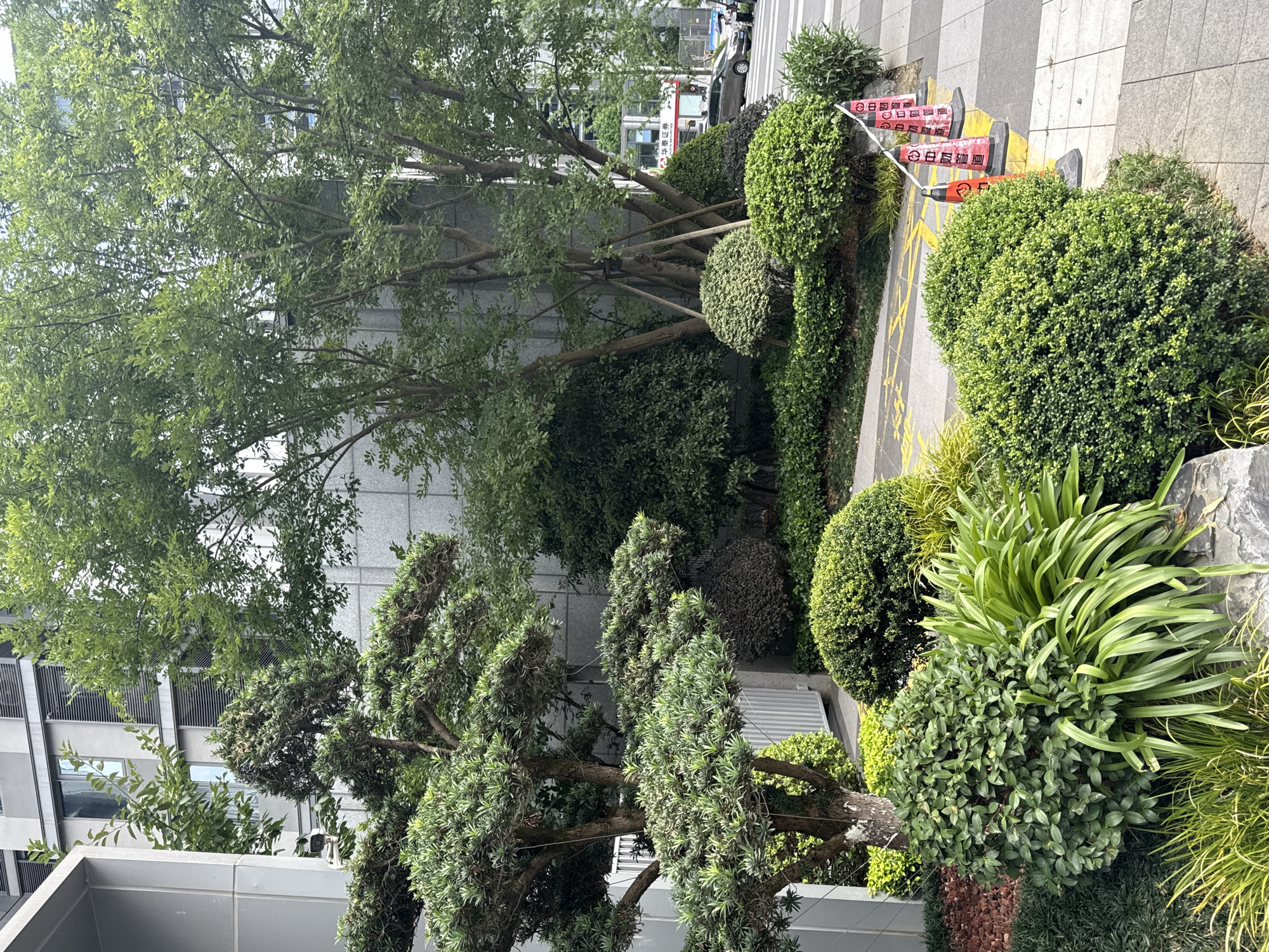 The image depicts a street-level view of a landscaped area adjacent to a modern building in Yiwu, China. The foreground features meticulously manicured bushes and trees, including a large, multi-branched specimen with dense foliage. A cluster of long, sword-shaped green leaves is prominent to the left of the frame. The pathway is paved with gray and beige tiles, marked with yellow lines. Three orange traffic cones with black bases are lined up on the edge of the pathway, each bearing red Chinese characters.
In the background, a multi-story building with a gray facade and horizontal window blinds is visible. Trees with green leaves are scattered throughout the scene, some with visible support structures. A car is parked on the street to the right, and in the far distance, a red and white sign with Chinese characters can be seen, possibly indicating a business. The overall impression is one of an urban environment with a focus on green spaces and architectural modernity.