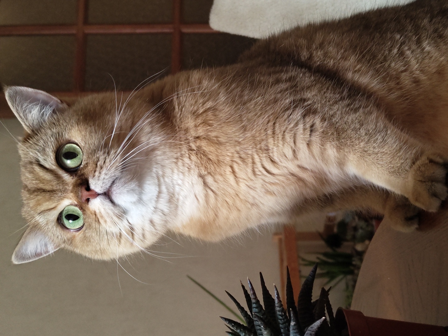 A close-up, medium shot shows a golden-furred British Shorthair cat with wide, bright green eyes looking upwards and slightly to the left. The cat is seated on a wooden surface, with its front paws visible. To the left of the cat, a small succulent plant in a brown pot is partially visible. The background consists of a neutral-colored wall and a wooden grid design. The lighting is soft and diffused, highlighting the cat's features. No specific location in Krasnodar, Russia can be determined from the image.