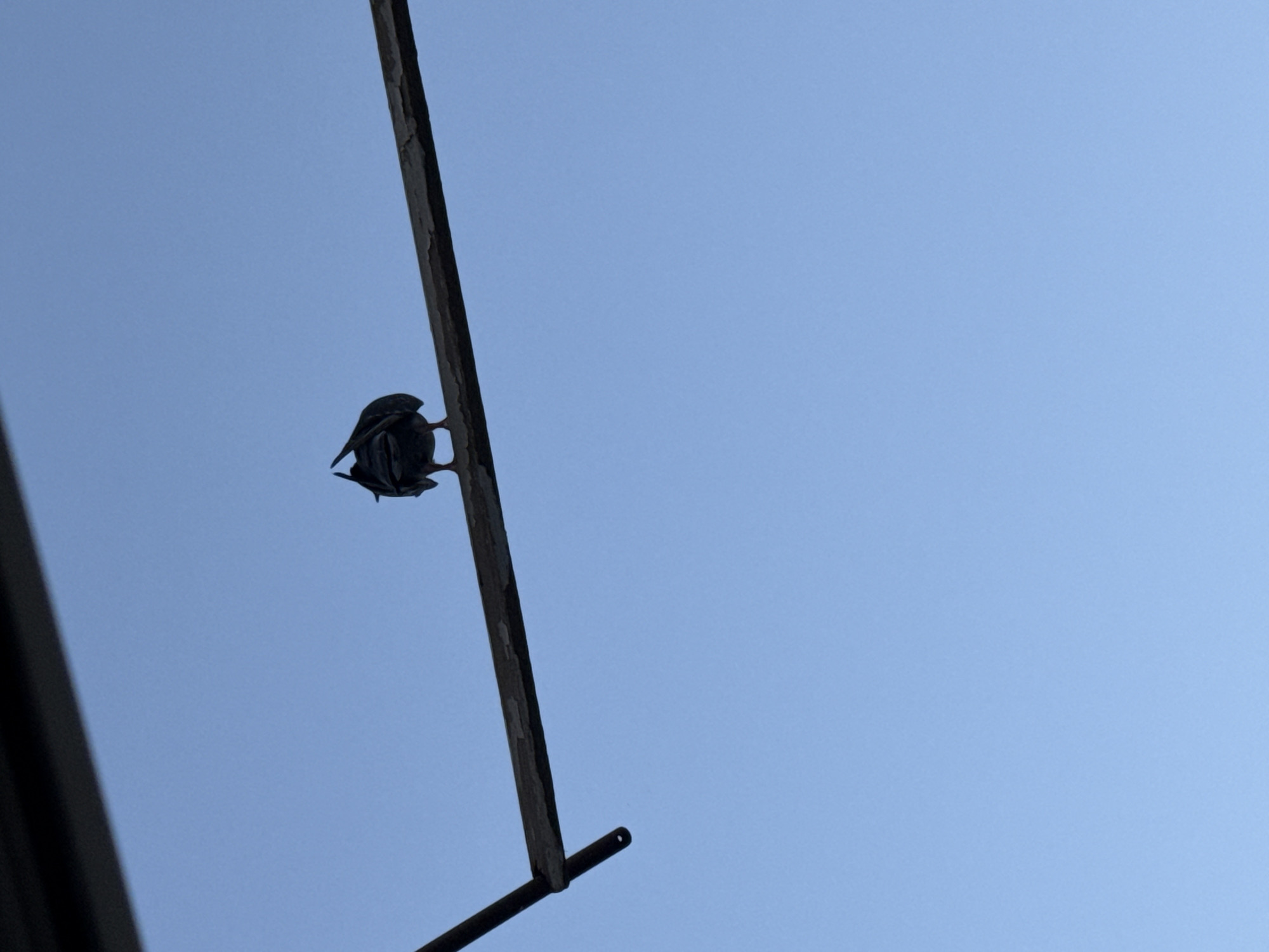 The image shows a single, dark-colored bird perched upside down on a metal pole against a clear, pale blue sky. The bird is silhouetted and its body shape suggests it might be a starling or a similar small bird. Its wings are tucked close to its body. The metal pole is thin and appears to be weathered, with some peeling paint or rust. A second, smaller metal rod extends horizontally from the bottom of the main pole, ending in a small hole. The angle of the shot is from below, looking up at the bird and pole against the sky. The lighting suggests it is daytime, likely late afternoon or early morning given the soft light and the clear sky, indicative of fair weather. No text is visible in the image. The scene appears to be outdoors, possibly in an urban or suburban environment given the presence of the metal structure, though no other context clues for location are apparent.