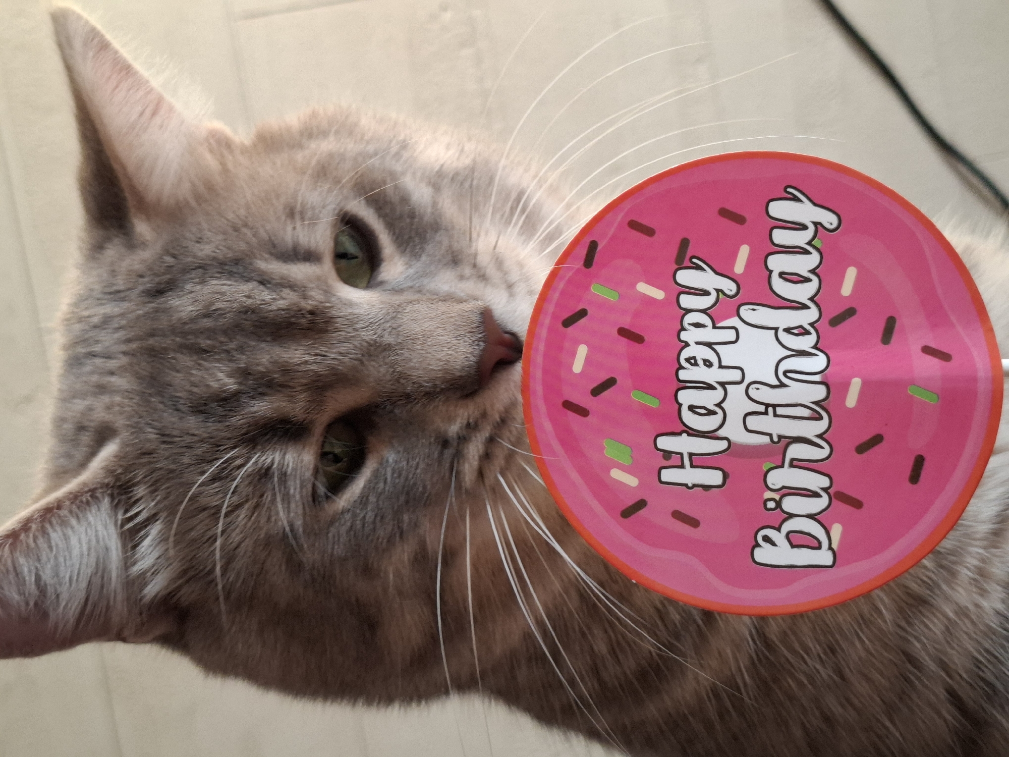 A medium shot features a grey tabby cat with green eyes and a pink nose, positioned next to a round, pink "Happy Birthday" sign resembling a donut. The background appears to be a plain light-colored surface, possibly a wall or floor. The cat is facing the left side of the image, with the sign slightly overlapping its face. The sign is decorated with colorful sprinkles and has the words "Happy Birthday" written in white with a black outline. The image was most likely taken indoors. There is no information that suggests this photograph was taken in Novi Sad, Serbia.