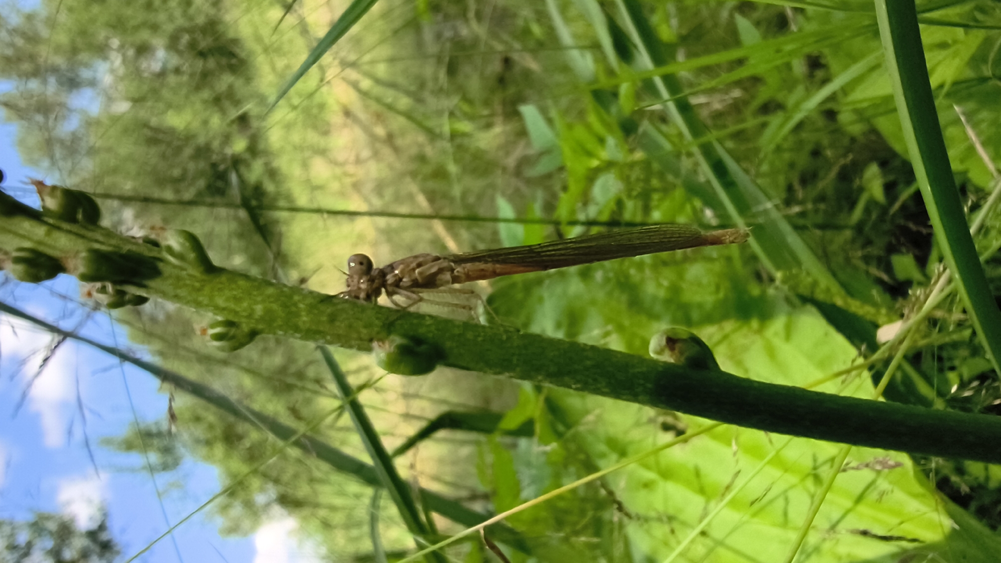 A close-up, eye-level, vertical shot shows a damselfly clinging to a thick, green, segmented stem. The damselfly is brown and gray, with large, bulging eyes, translucent wings, and a long, slender abdomen. The stem has several green, bud-like protrusions. The background is a blur of green foliage and a bright blue sky with white clouds. The setting appears to be a natural, outdoor environment, possibly a garden or park in Mikhaylovka, Russia. There are no people or any signs of human activity visible in the image.