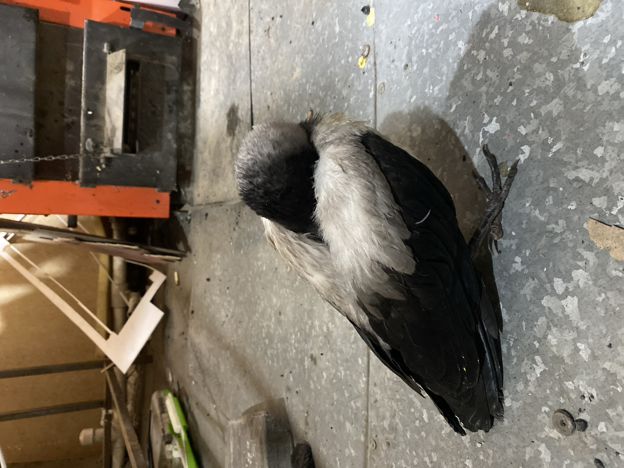 A dead bird, appearing to be a crow, lies on a concrete floor. The bird is black with a grey and white neck. Its head is tucked into its body, and its feet are visible. The floor is a mottled grey concrete, with some debris scattered across it, including what appears to be paint splatters and a small metal object. To the left of the bird, an industrial setting is visible with part of an orange and black machine, possibly a piece of equipment or a forklift, with a chain attached. There are also some wooden structures and what looks like discarded materials, including white cardboard. The lighting suggests an indoor environment, possibly a workshop or storage area. No people are visible in the image. The scene appears to be in Mamontovo, Russia.