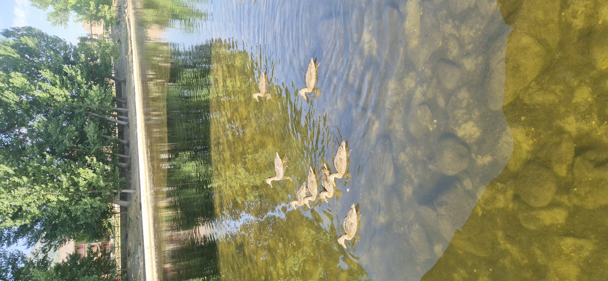 A group of eight ducks swim in a shallow, clear body of water, likely a pond or calm river. The water has a greenish-yellow tint and a rocky bottom is visible beneath the surface. The ducks are in various positions, some swimming in formation, others slightly apart. In the background, lush green trees line a sandy shore, casting reflections on the water. Behind the trees, buildings with reddish-brown roofs are visible, suggesting a semi-urban or suburban environment. The overall scene depicts a tranquil natural setting within a developed area.