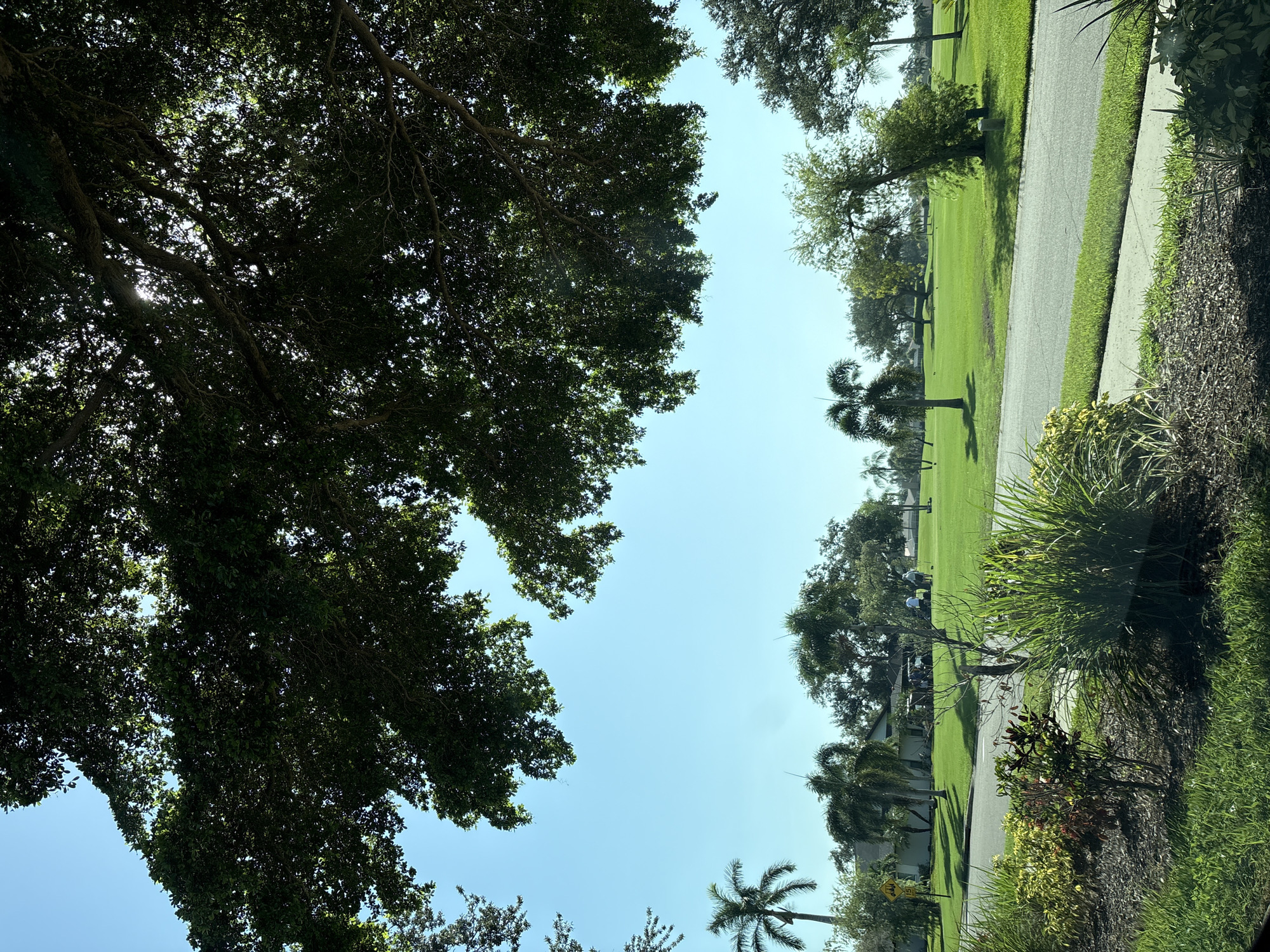 The image shows a view of a golf course in Bradenton, Florida, United States. The foreground features a paved road with a sidewalk and landscaping, including grass, bushes, and mulch. Beyond the road, a lush green golf course stretches out, dotted with palm trees and other vegetation. In the middle ground, a few individuals are visible on the golf course, some appearing to be playing golf and others standing near golf carts. Houses are visible in the background, partially obscured by trees. The sky is clear and blue, with sunlight filtering through the leaves of a large tree that dominates the upper portion of the image. The overall scene depicts a sunny day on a residential golf course.