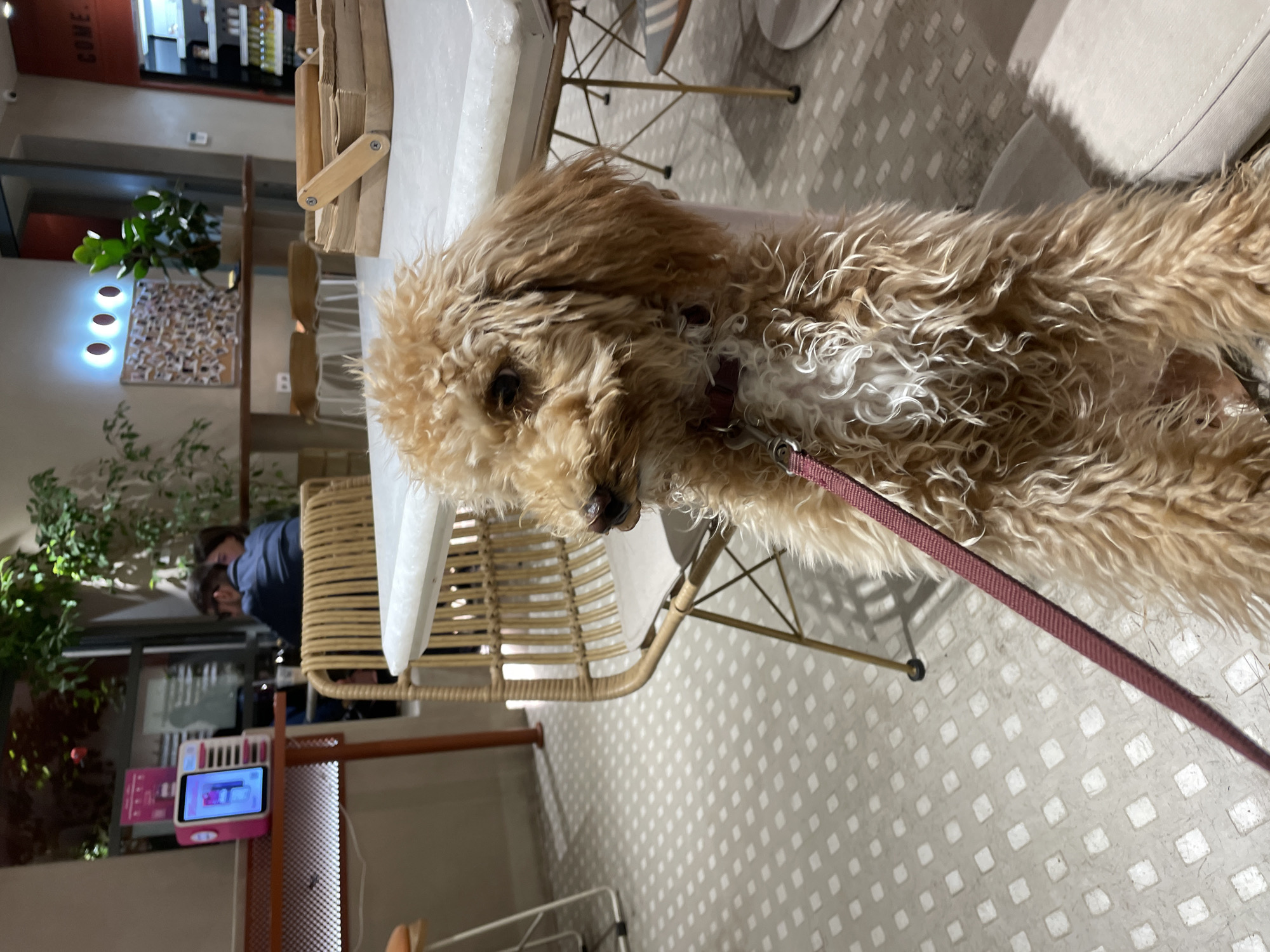 The image captures a close-up of a light brown, poodle-like dog with curly fur. The dog is wearing a dark red collar and leash, and its head is turned to the left. The background suggests an indoor setting, possibly a restaurant or cafe, with tables, chairs, and other furniture visible. A person is visible in the background sitting in a chair with a blurred head. The floor has a grid pattern. A pink toy piano rests nearby. The specific location within Yerevan, Armenia, cannot be definitively determined from the image alone.