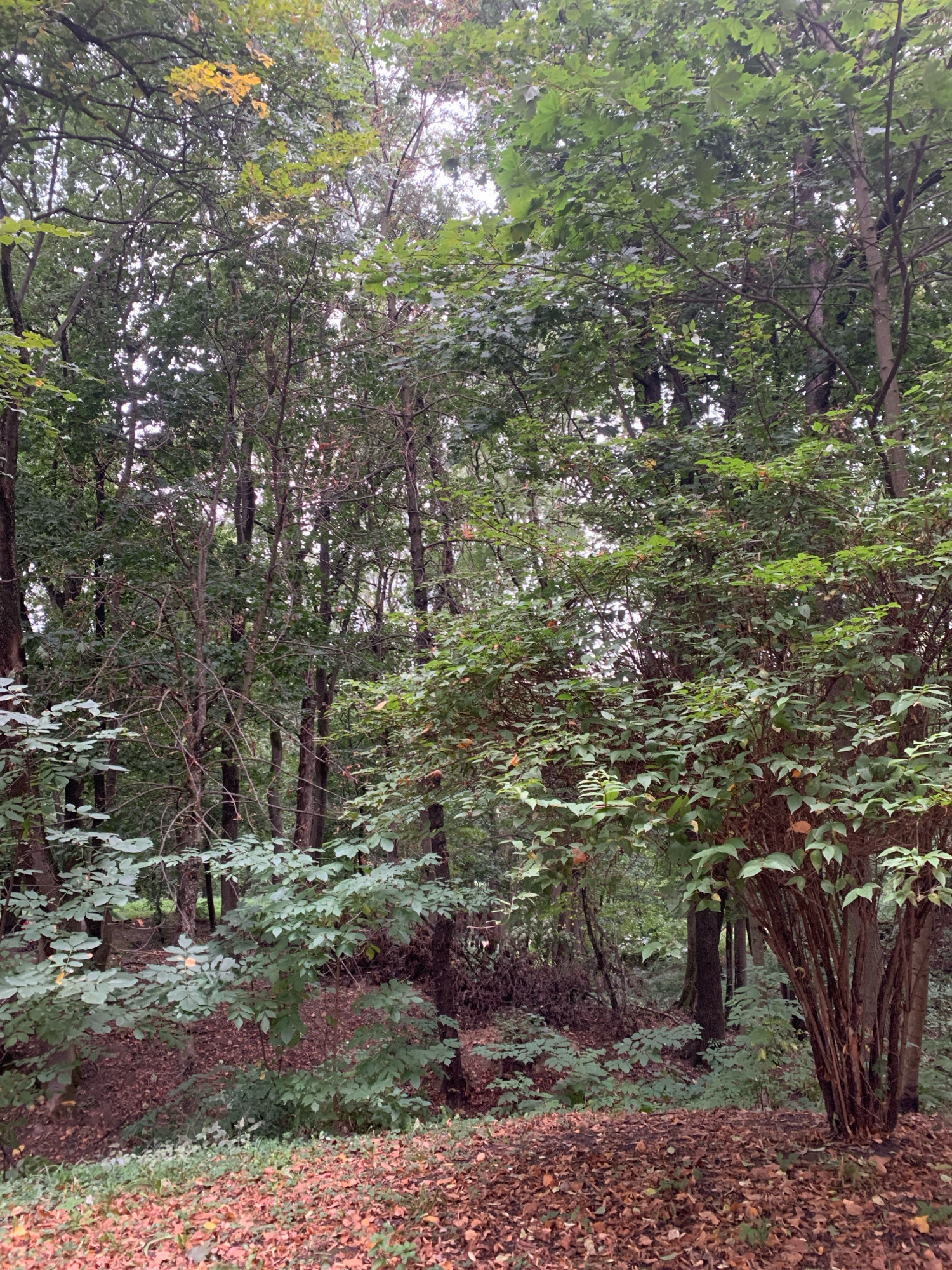 The image depicts a dense, autumnal forest scene with a thick canopy of green and yellowing leaves, suggesting late summer or early autumn. The ground is covered with a dense layer of fallen brown and orange leaves. Tall, slender trees with thin branches are visible throughout the scene, some with dark brown bark and others with lighter grey bark. Smaller shrubs and bushes with lush green foliage are interspersed among the trees. Sunlight filters through the leaves, creating dappled light and shadows on the forest floor. The overall impression is one of a natural, secluded woodland environment. There are no people or animals visible in the image. The image does not provide any specific visual cues that would allow for an identification of its location within the city of Lviv, Ukraine.