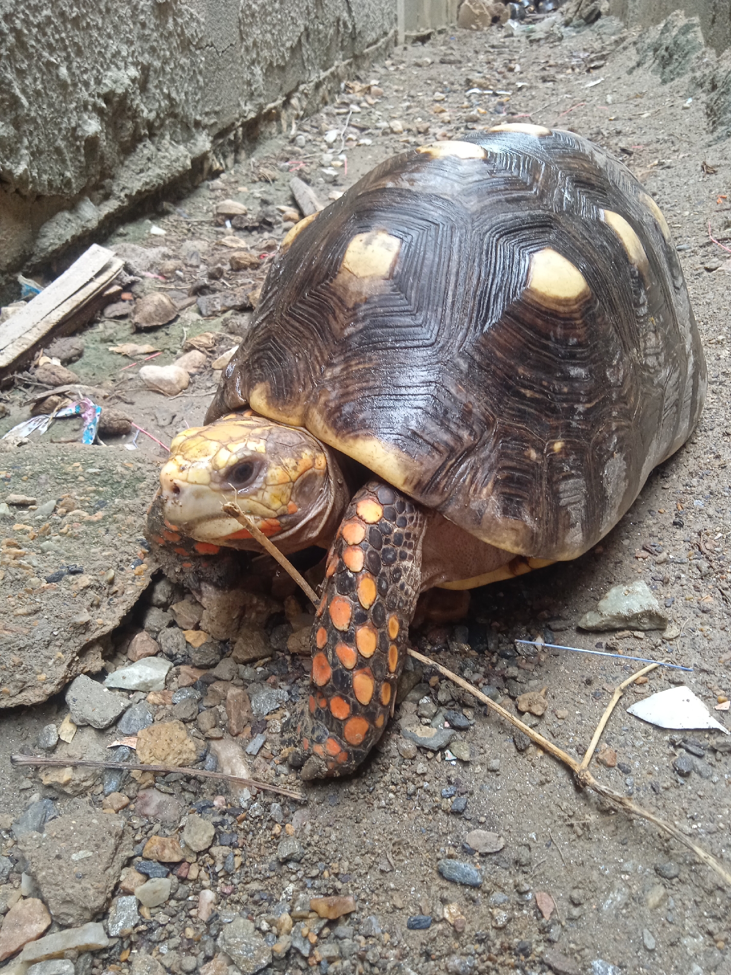 A close-up, eye-level shot captures a red-footed tortoise on a rough, sandy path. The tortoise, the primary subject, is positioned slightly to the right of center, its body facing left. Its shell, a mosaic of dark brown and yellow, displays a textured, segmented pattern. The tortoise's head is extended, revealing a yellowish face with dark eyes and hints of orange around its mouth. Its front leg, prominently visible, is covered in distinct orange and black scales, adding a vibrant contrast to its shell. The tortoise appears to be resting or in motion, with a dry twig lying horizontally across its front.
The setting is a narrow path between two concrete walls. The ground is a mix of dirt, small stones, and scattered debris, including bits of plastic and dried plant matter. The wall on the left is rough and weathered, showing signs of age and cracks. The wall on the right is less visible, appearing as a rough, grey surface in the background. The overall atmosphere is one of a somewhat neglected outdoor area. The lighting suggests it is daytime, possibly overcast, as there are no strong shadows. The image is devoid of any human presence or discernible text. The focus is entirely on the tortoise and its immediate environment, highlighting the intricate details of the reptile's anatomy and the textures of its surroundings.