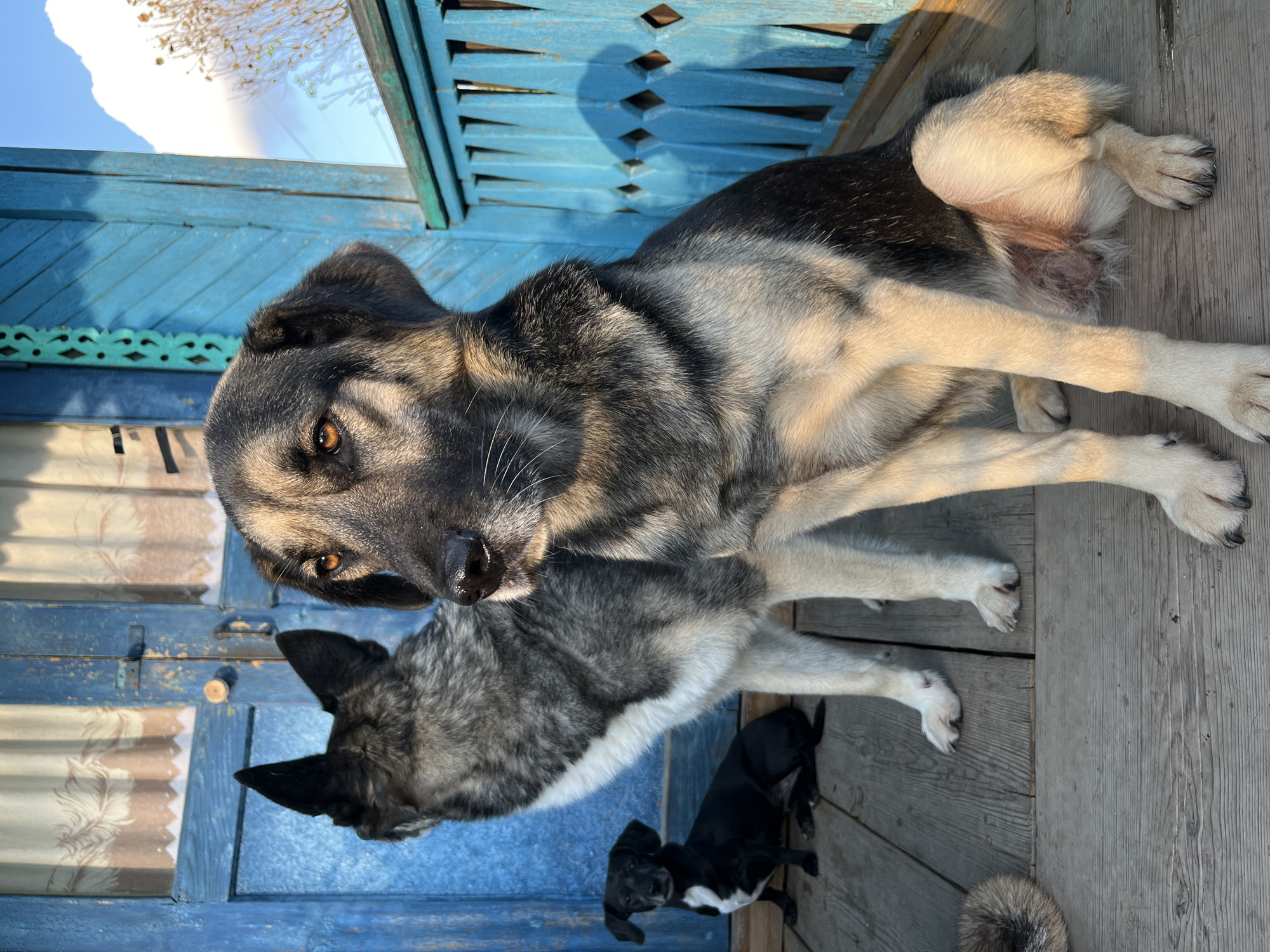 The image depicts three dogs on a wooden porch in front of a weathered blue wooden door. The largest dog, a mixed breed with tan and black fur, is seated in the foreground, facing left. Behind it, to the left, is a larger dog with grey and white fur, possibly a husky mix, looking away from the camera. To the left and further back, a small black dog with a white chest is also seated. The porch railing is also painted blue with decorative elements. The background shows a cloudy sky and some dry vegetation. This scene appears to be an outdoor residential setting in Nizhny Tagil, Russia, characterized by the rustic wooden architecture and vegetation consistent with a rural or semi-rural environment in that region.