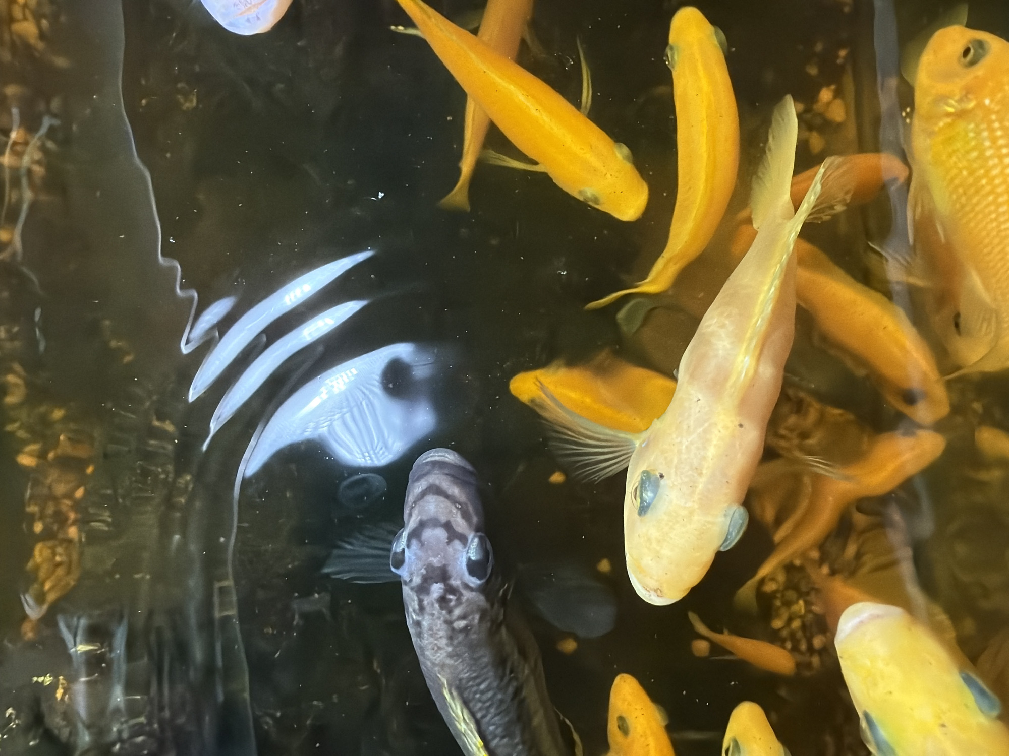 The image shows a group of fish swimming in murky water. The fish are of various colors, including yellow, white, and dark gray. Some of the fish have distinctive markings, such as blue eyes or stripes on their heads. The water is dark and appears to have some debris or sediment at the bottom. There are also reflections on the surface of the water, suggesting it may be an outdoor pond or aquarium. The setting is not specified to be in Tay Nha Trang Ward, Vietnam, or any specific city.