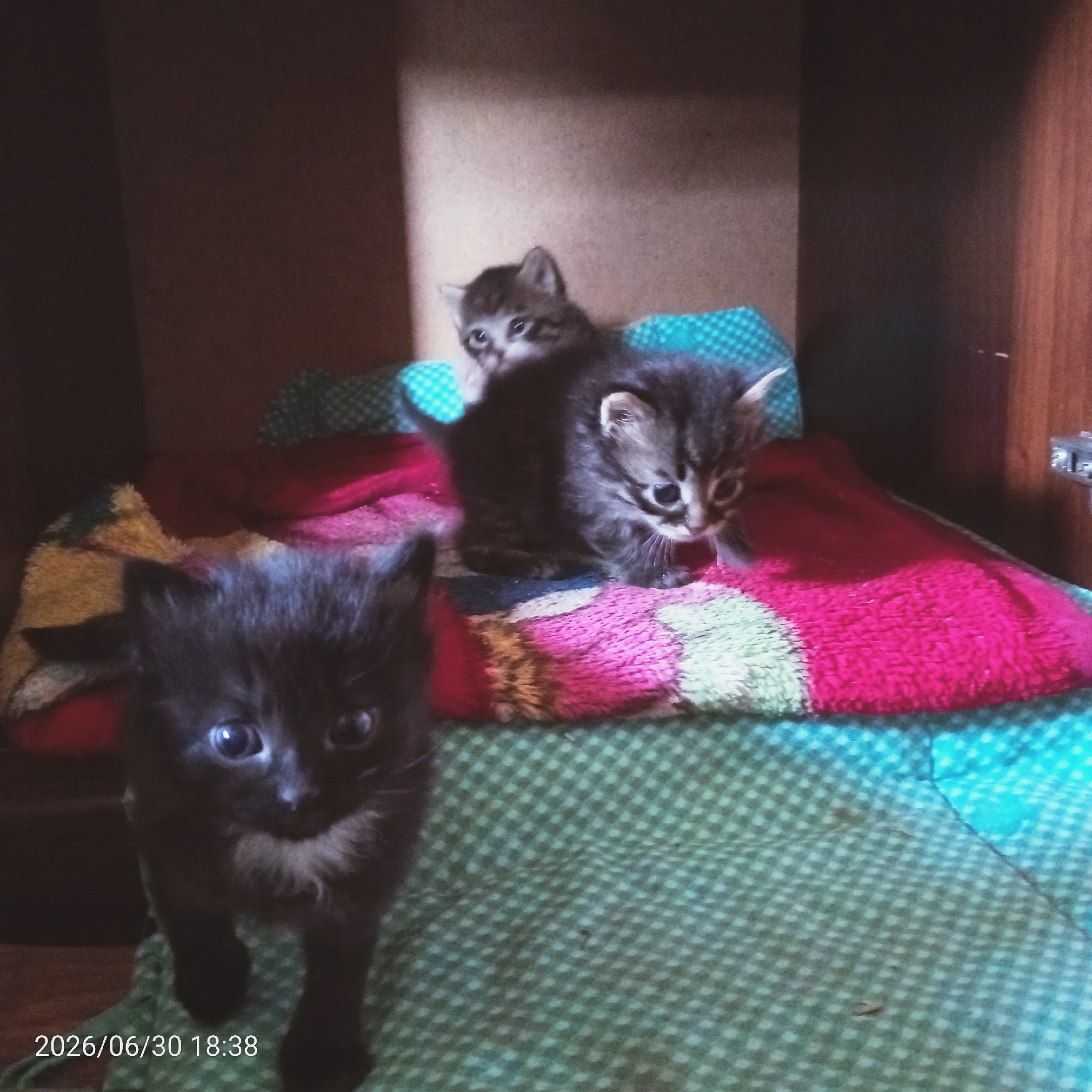 Three kittens are visible in the foreground and background of the image, resting on a patterned blanket. The kitten in the immediate foreground is black and white, with large blue eyes, and is facing the camera. Behind it, two tabby kittens are nestled together. One tabby kitten is looking towards the camera, while the other is partially obscured. The kittens are on a surface that appears to be covered with a colorful blanket featuring stripes of pink, yellow, and green, laid over a green and white checkered fabric. The background consists of dark, shadowed shelving or cabinetry. A date stamp "2026/06/30 18:38" is present in the lower-left corner of the image. The scene appears to be indoors, likely in a domestic setting, with no specific city or urban indicators.