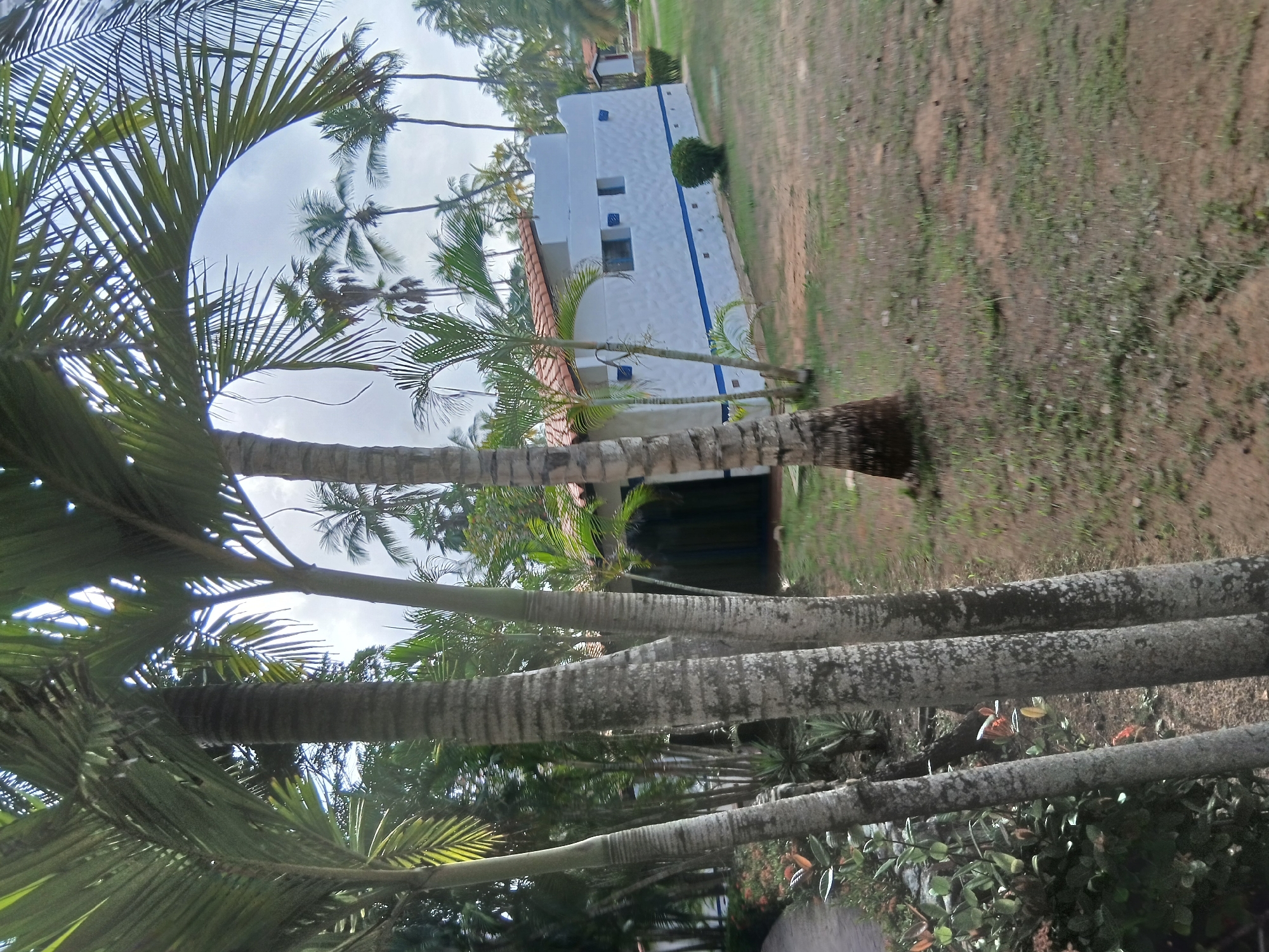 In Playa El Agua, Venezuela, a resort setting is depicted with prominent palm trees in the foreground. A white building with a terracotta-tiled roof and blue trim is visible in the midground, surrounded by a grassy yard. The sky is overcast. The image appears to be taken during daylight hours.