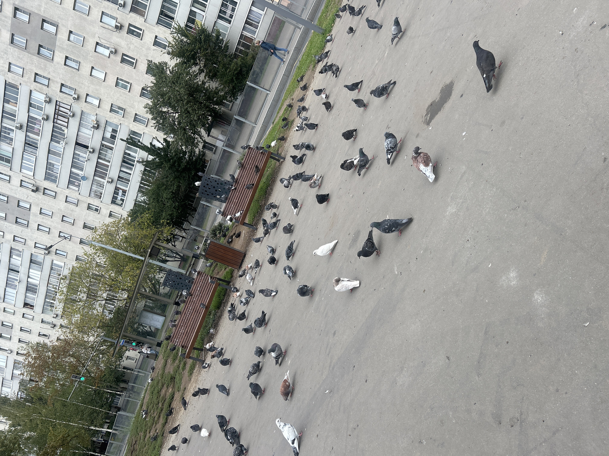 The image depicts a street scene in Moscow, Russia, likely a residential area, with a large apartment building dominating the background. In the foreground, a paved area is populated by numerous pigeons, some of which are clustered together, while others are scattered across the ground. A park bench is visible, with a few pigeons perched on it. A trash can with a patterned design is next to the bench. In the mid-ground, a pedestrian walkway runs alongside a patch of grass with trees. A person is walking on the walkway, and a traffic light is visible in the distance. The overall impression is a common urban environment with an abundance of pigeons.