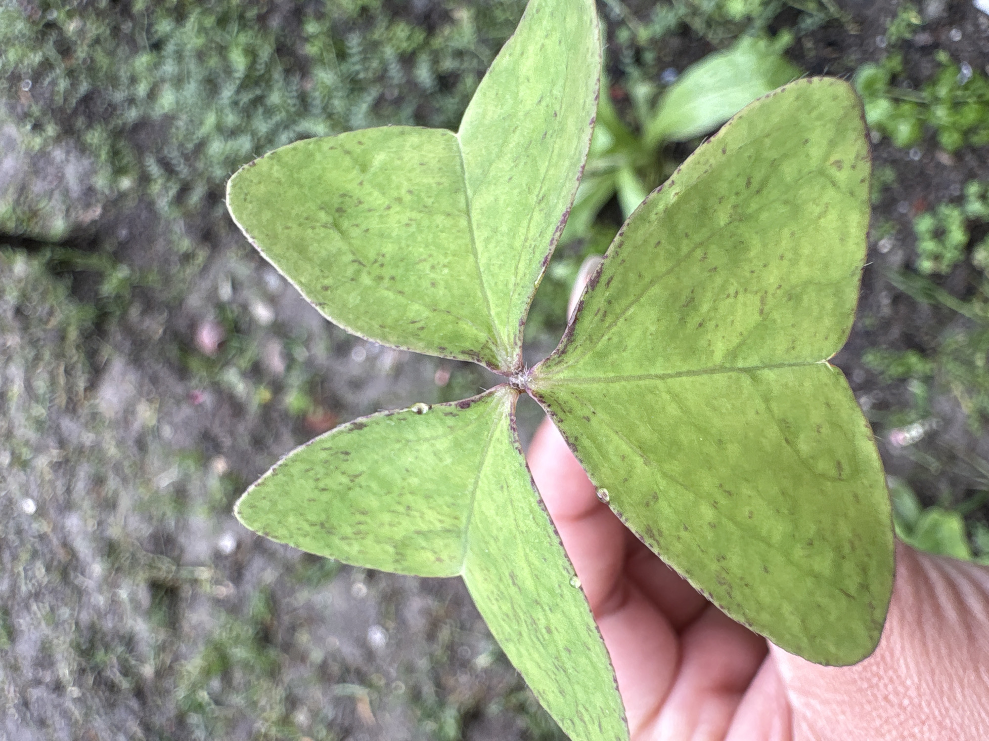 A close-up, eye-level shot shows a hand holding a three-leaf clover, identified as Oxalis corniculata, in Patlikuhal, India. The plant's leaves are heart-shaped and a vibrant green, with small, dark brown speckles and a reddish-purple edge. Tiny water droplets are visible on the leaf surfaces. The background is a soft-focus blur of green foliage and earthy ground, indicating an outdoor setting. The hand, with its skin tone and texture, is positioned to support the clover from beneath.