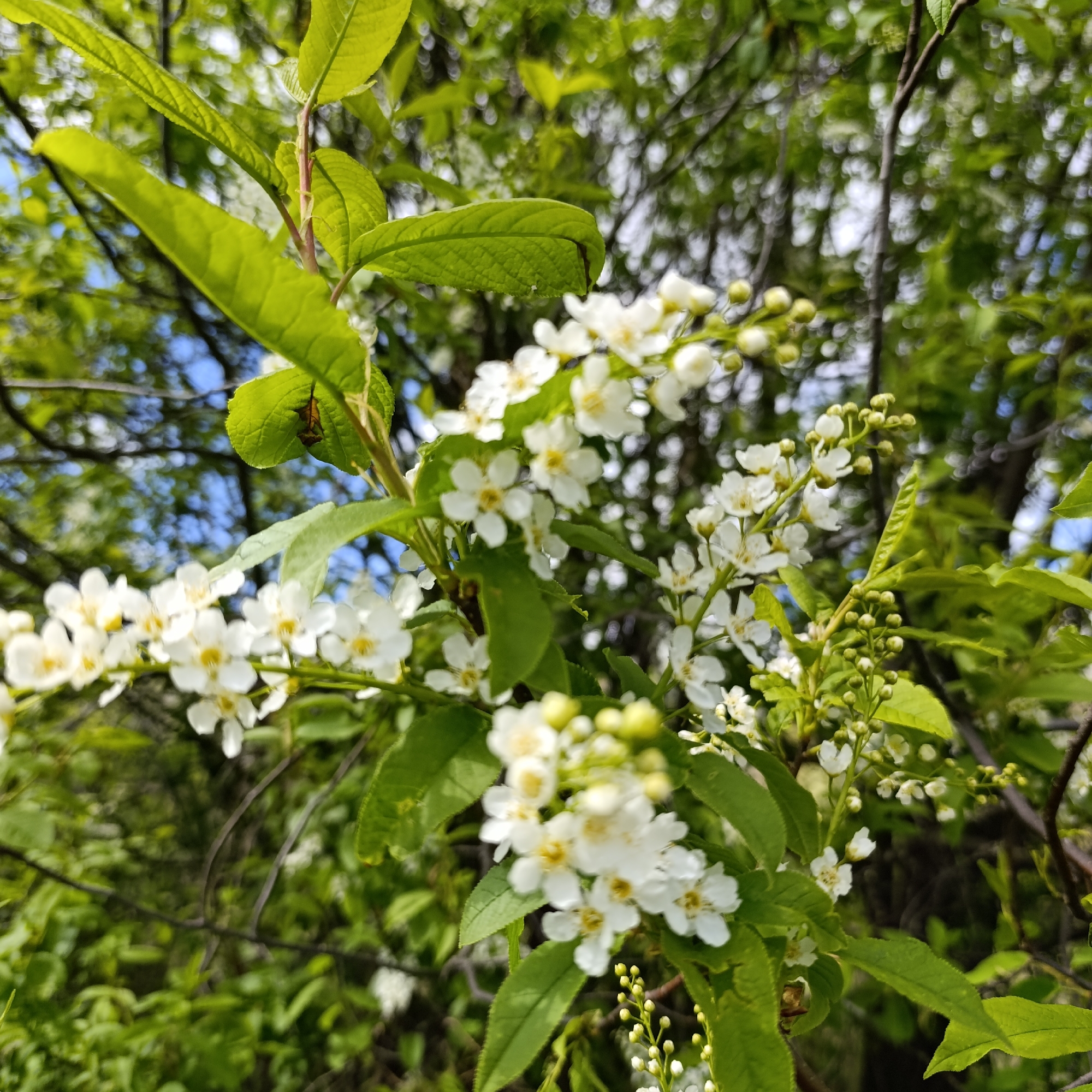 The image shows a close-up of a flowering tree branch. The leaves are green and the flowers are small and white with yellow centers, growing in clusters. Some buds are still unopened. The background is blurred, suggesting other foliage and branches. The location is not discernible from the image. There are no people visible in the image.