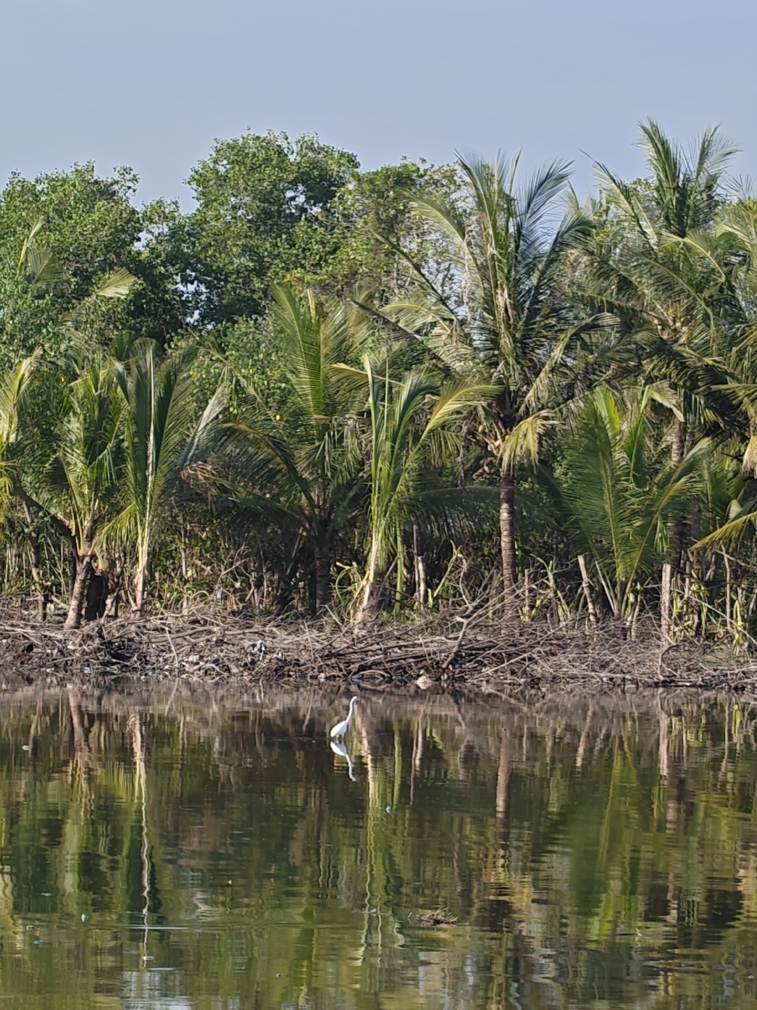 The image depicts a swampy area in Lhokseumawe, Indonesia. The foreground features a body of water with reflections of trees. A white bird is standing in the water. The background consists of a thicket of trees, including palm trees and other tropical foliage, along the water's edge. A tangle of branches and debris lies at the base of the trees along the bank. The sky is light blue, visible above the trees.
