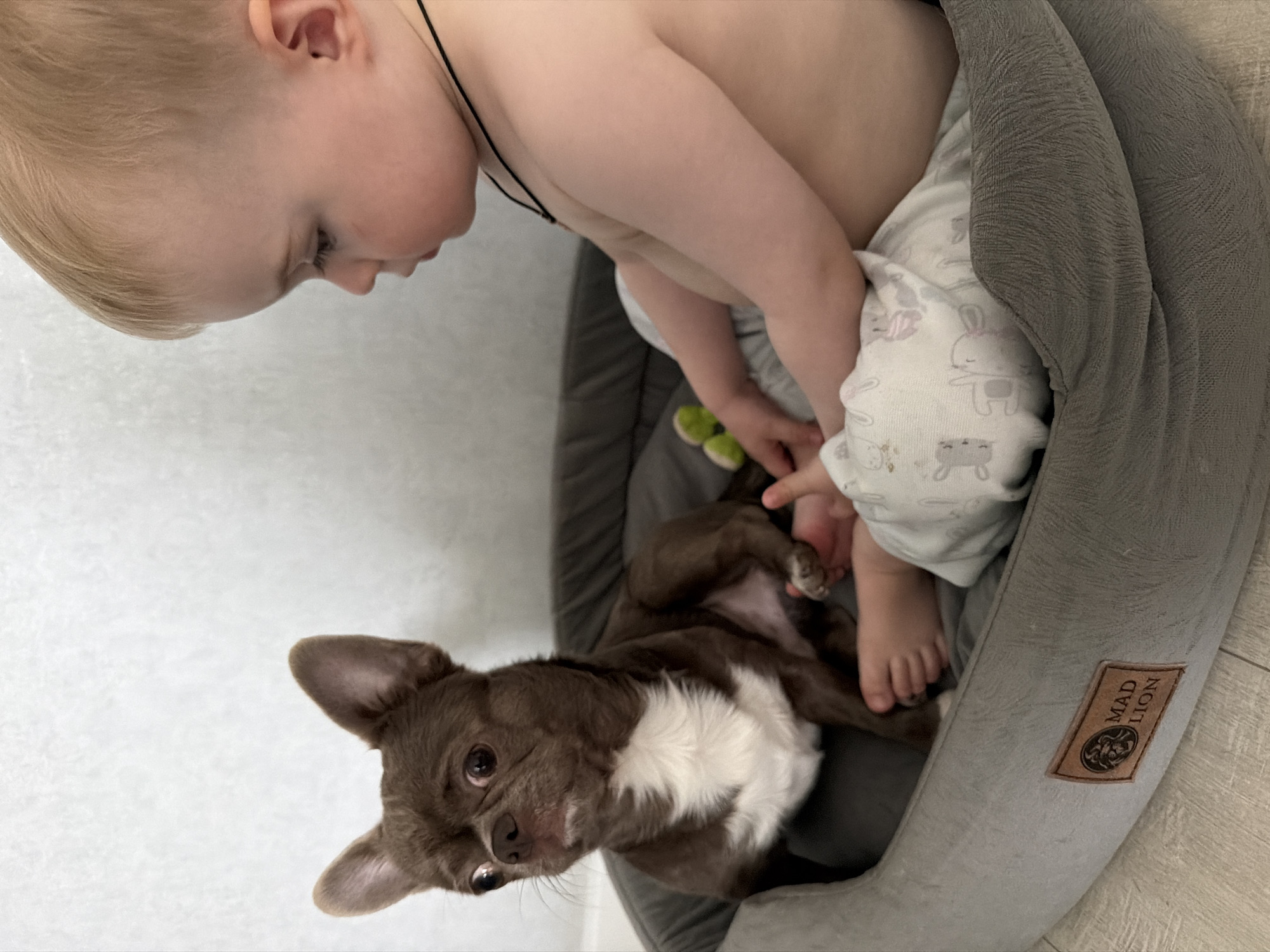 A close-up, angled shot depicts a toddler and a Chihuahua dog in a gray, round "Mad Lion" branded dog bed. The toddler, with fair hair, is sitting or kneeling in the bed, wearing pants with a rabbit print. The brown and white Chihuahua is lying in the bed, looking up towards the toddler. The background is a white wall. There is no indication of the city of Votkinsk, Russia in the image.