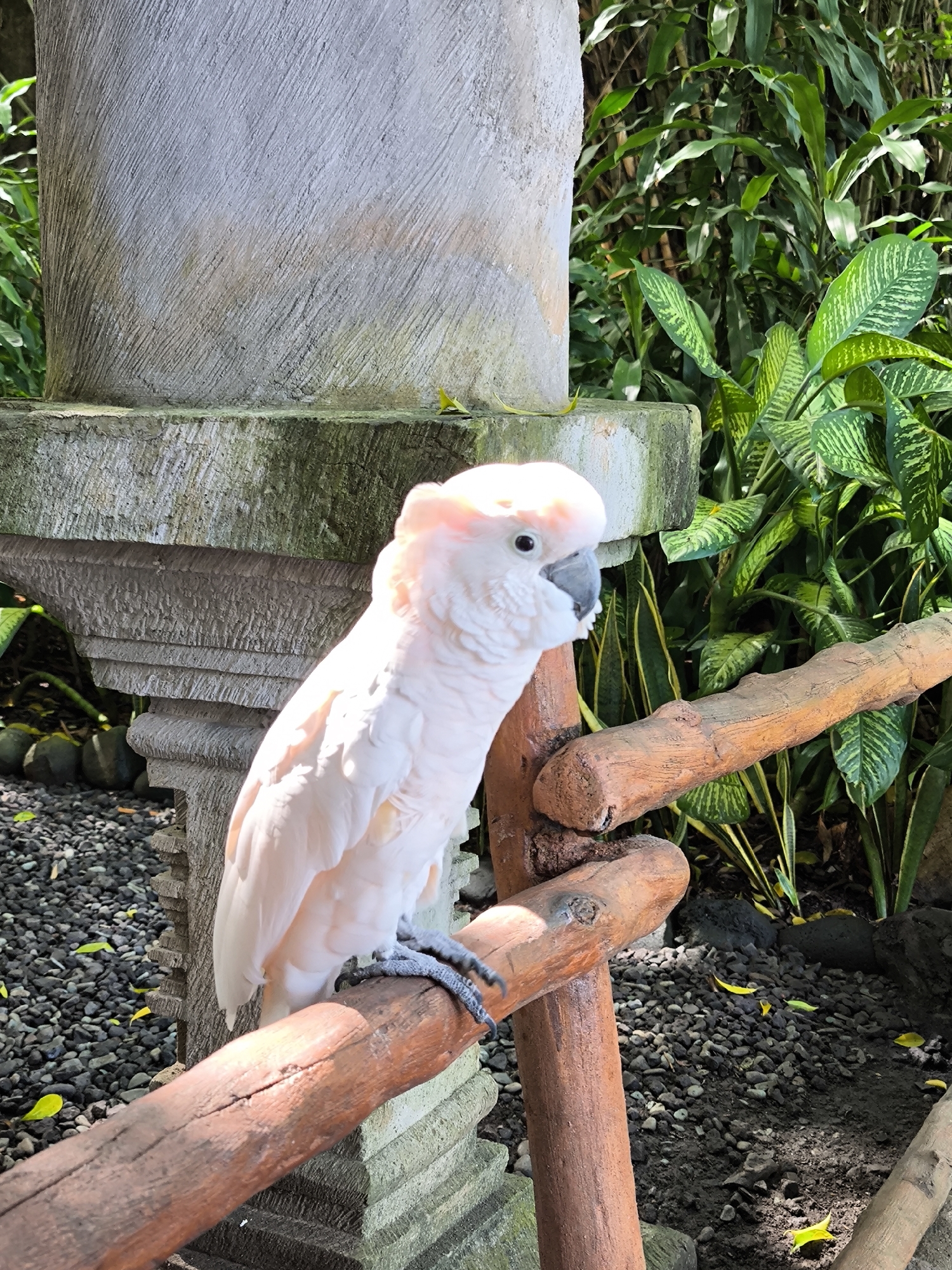 A light pink cockatoo is perched on a wooden branch in an outdoor setting. The bird is facing left, with its head tilted slightly upwards. Its crest is raised, and its black beak is visible. The cockatoo's feet, with dark grey bands, grip the branch. The background consists of lush green foliage and a stone structure. The ground is covered with dark grey gravel and scattered yellow leaves. The lighting suggests it is daytime. The scene appears to be in a zoo or a similar animal enclosure.