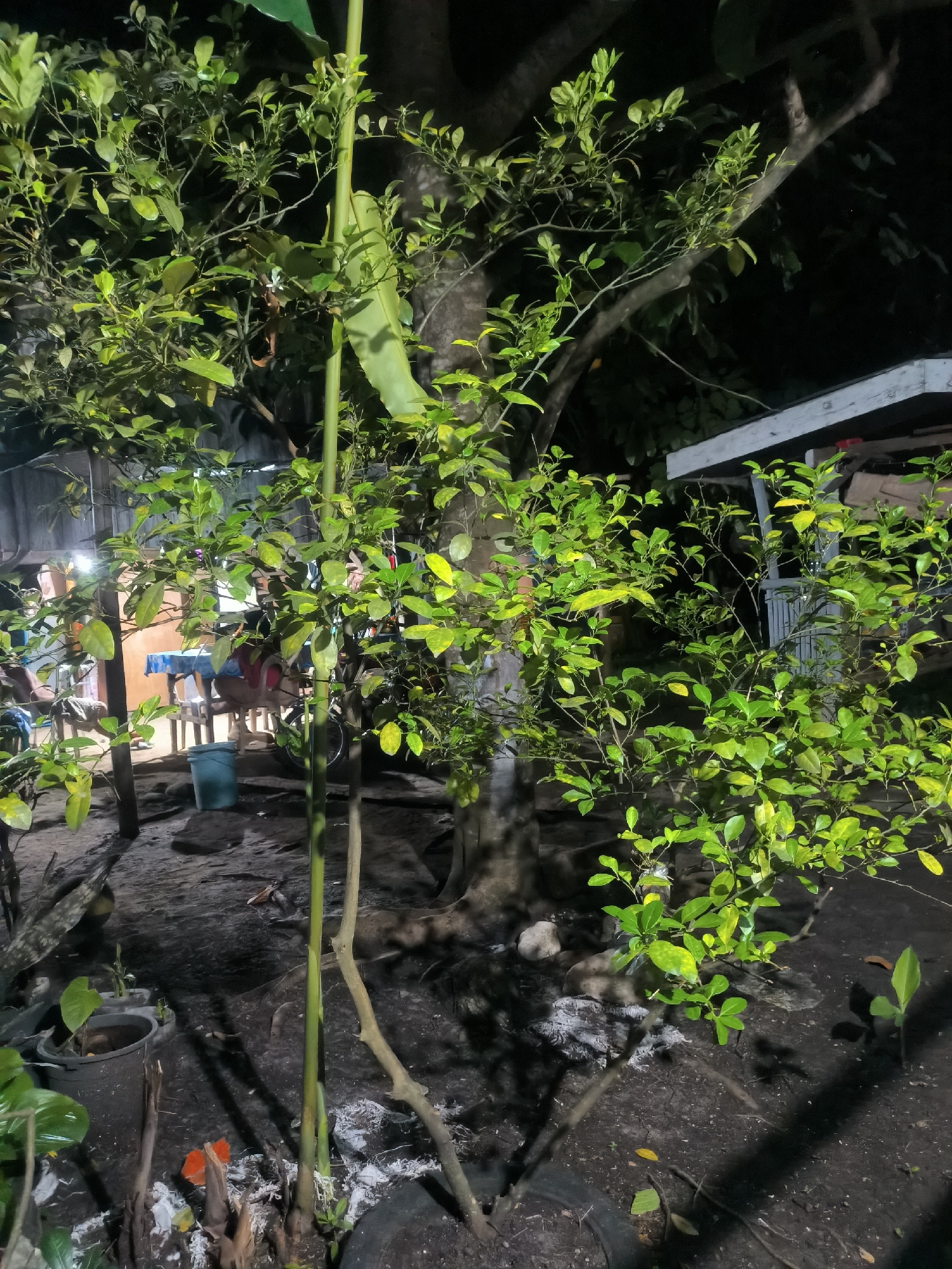 This media file captures an outdoor scene at night, illuminated by artificial light. The foreground and midground are dominated by several leafy green trees or bushes, some featuring a mix of green and yellowish foliage. A tall, slender green stalk stands vertically near the center of the image, and various potted plants are visible in the bottom-left corner.
In the background, on the left side, a rustic outdoor dining area is visible, consisting of a table draped with a blue tablecloth and surrounded by chairs. A light blue bucket sits on the ground beneath the table. Portions of simple structures, possibly parts of a house or shed, can be seen in the background on both the left and right, with one appearing white or grey on the right. A bicycle is partially obscured by the foliage near the dining setup.
The ground is dark, unpaved soil, scattered with white debris, fallen leaves, and small branches. The artificial lighting creates strong contrasts, brightly illuminating the leaves and portions of the background, while leaving other areas in deep shadow. No people are explicitly visible, and no specific activity is taking place. There is no visible text in the image.