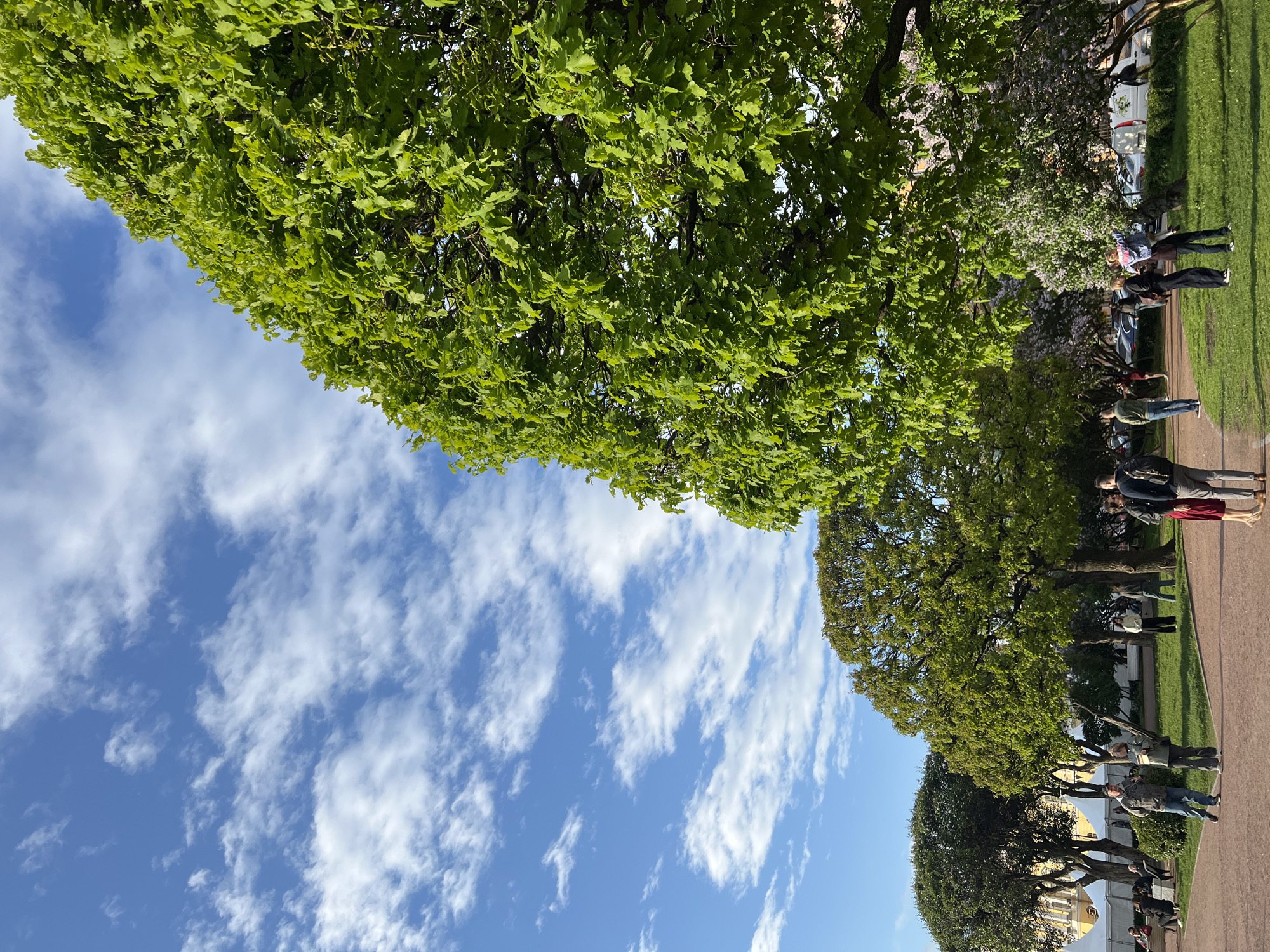 The image depicts a sunny day in Saint Petersburg, Russia, showing a row of trees lining a walkway with people strolling along the sidewalk. The scene is framed by lush green foliage of trees in the foreground and above. A bright blue sky with fluffy white clouds fills the space between the trees. On the right, people are walking on a paved sidewalk next to a green grassy area. In the distance, the architecture of a building can be partially seen below the trees.