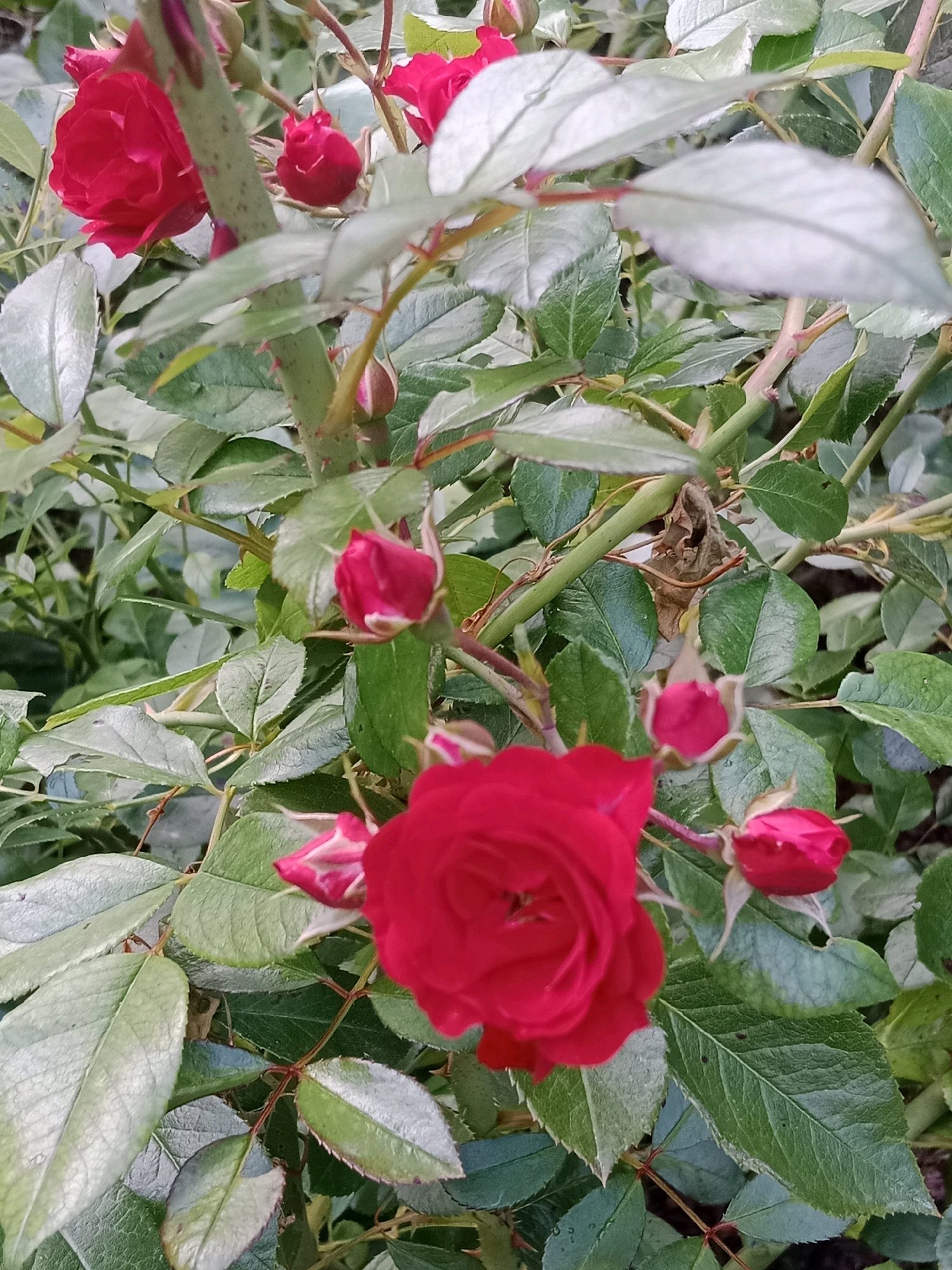 A close-up, eye-level shot captures a vibrant cluster of red roses on a bush, set against a backdrop of lush green foliage. The rose at the forefront is fully bloomed, its velvety petals a deep crimson, with visible layers and a central spiral. Several rosebuds, varying in their stage of development, are scattered throughout the frame, their deep pink to red hues hinting at future blooms. The leaves are a mix of deep green and a lighter, almost silvery green, with some showing slight imperfections and texture. The stems are thorny and green, with reddish accents. The image appears to be taken outdoors, possibly in a garden or park. The lighting suggests it is daytime, with soft shadows and natural illumination. The scene is static, focusing solely on the botanical subject. There are no people, animals, or man-made objects clearly discernible within the immediate frame, suggesting an undisturbed natural setting. This photographic composition suggests an interest in capturing the intricate details and natural beauty of the roses.