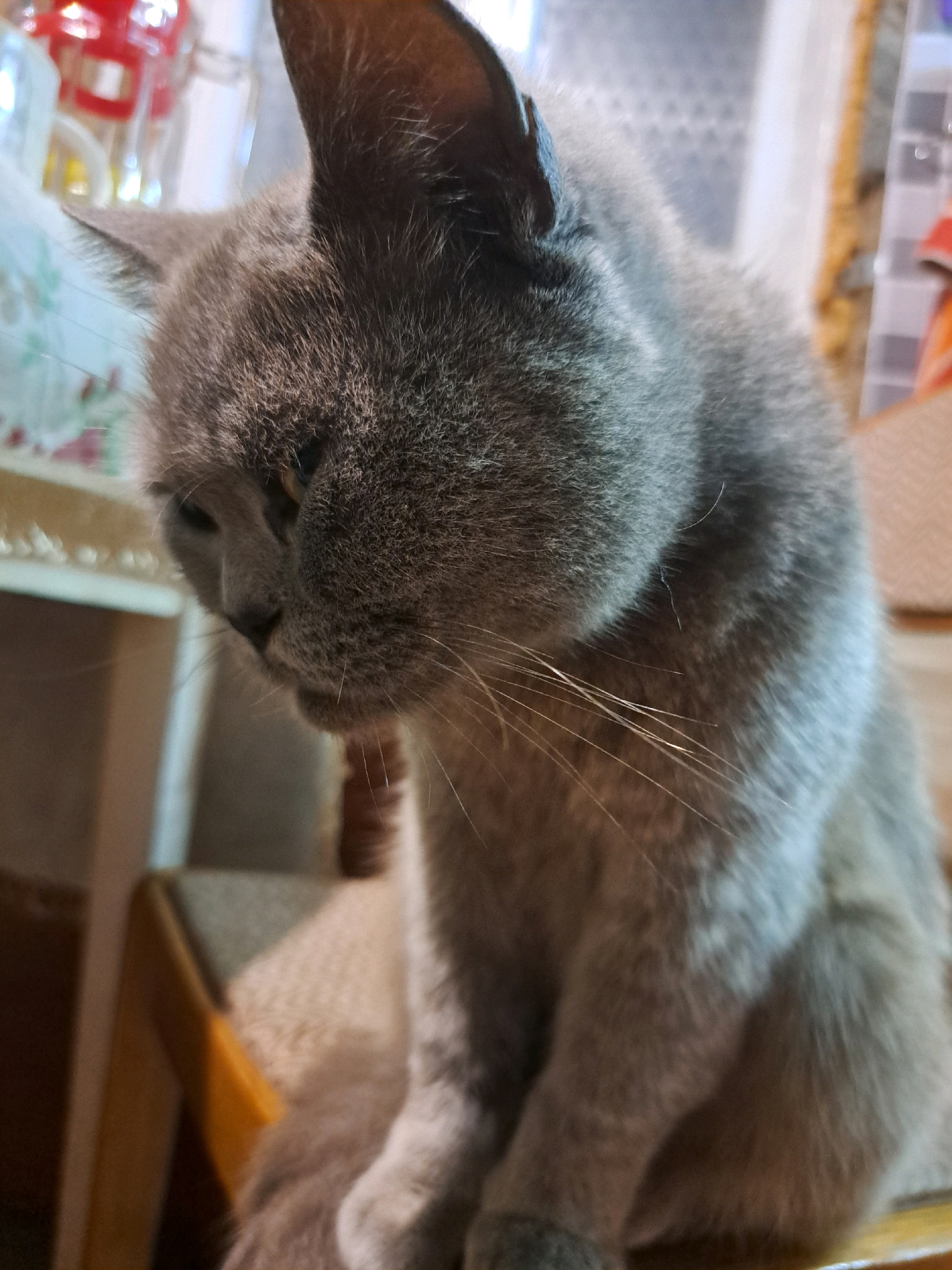 A close-up, slightly low-angle shot captures a grey cat sitting on a chair in Vypasne, Ukraine. The cat's head is tilted downwards and to the left, with its amber eyes partially visible. Its fur is short and dense. The background is out of focus, showing elements of a domestic interior, including furniture and possibly shelves with various objects. The lighting is soft, casting subtle shadows.