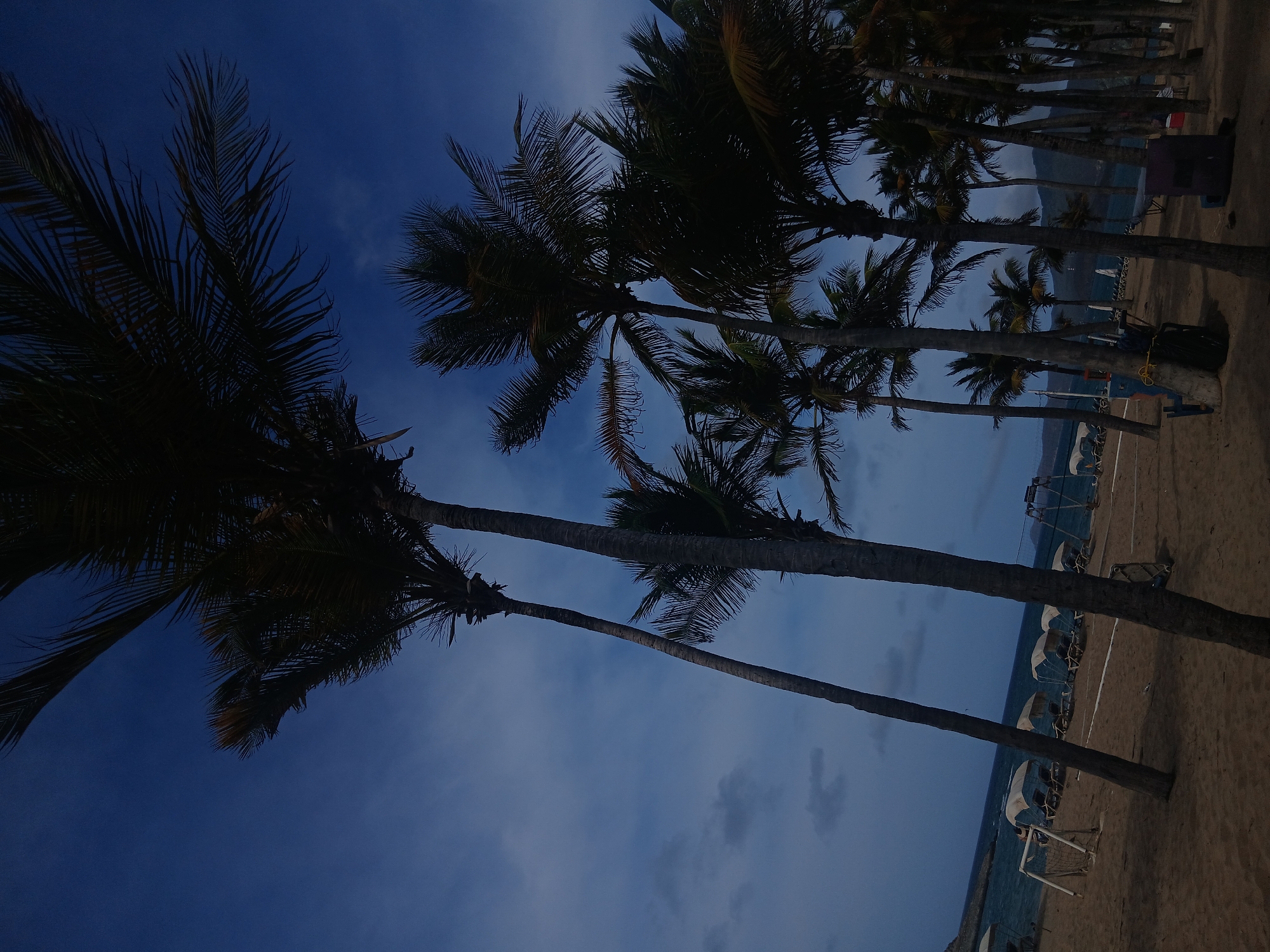 The image shows a row of palm trees on a beach in Altagracia, Venezuela. The sky is a deep blue, likely dusk or dawn. Beach umbrellas and chairs are visible on the sand. The sea is calm and a dark color. The trees are silhouetted against the sky.