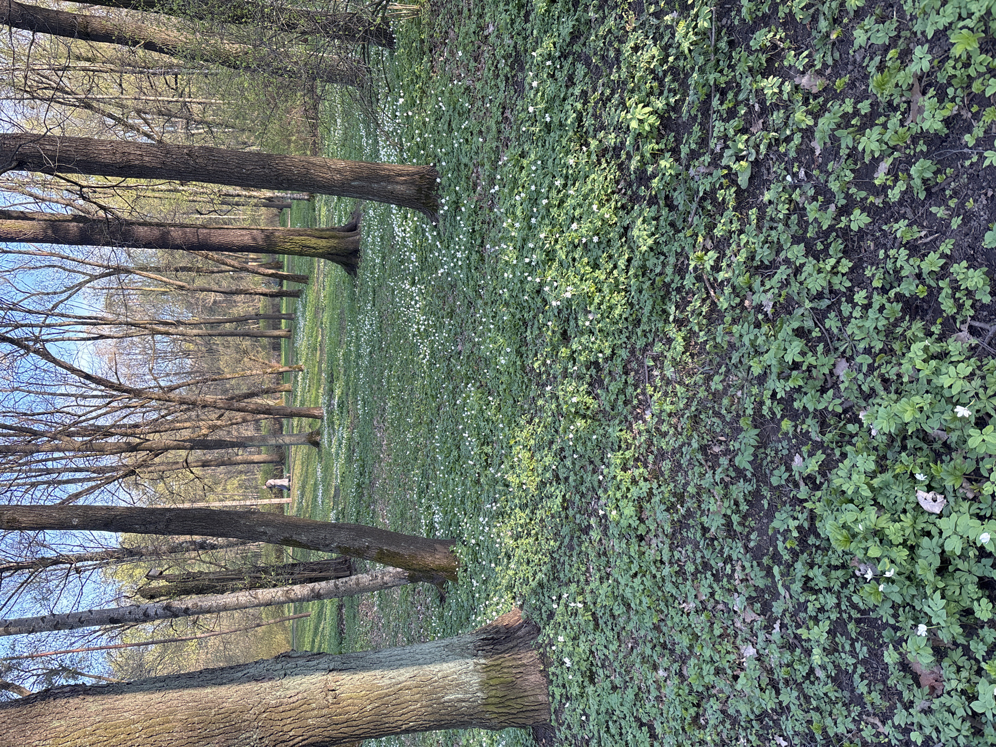The image shows a ground-level view of a forest floor in Saint Petersburg, Russia. The forest floor is covered in a carpet of green plants, interspersed with numerous small white flowers. Several mature trees stand vertically in the scene, their trunks visible from the base to a point where branches begin to emerge. The trees appear to be planted in neat rows. Further into the distance, the density of the trees increases, creating a sense of depth. The sky is visible through the bare branches of the trees in the background. The lighting suggests it's either early morning or late afternoon due to the long shadows.